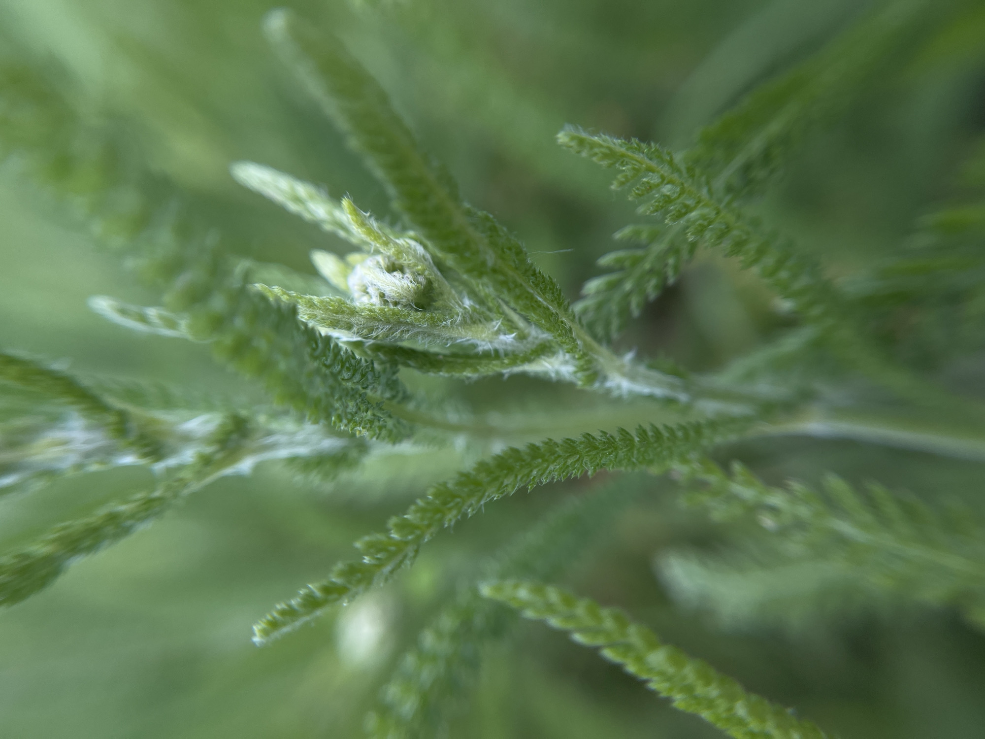 The image depicts a close-up view of green plant foliage. The leaves are narrow and feathery in texture, with a muted green color. Fine hairs or trichomes are visible on the surface of the leaves, giving them a slightly fuzzy appearance. The background is blurred, suggesting a shallow depth of field, further emphasizing the plant in focus. The image was taken in Popasne, Ukraine.