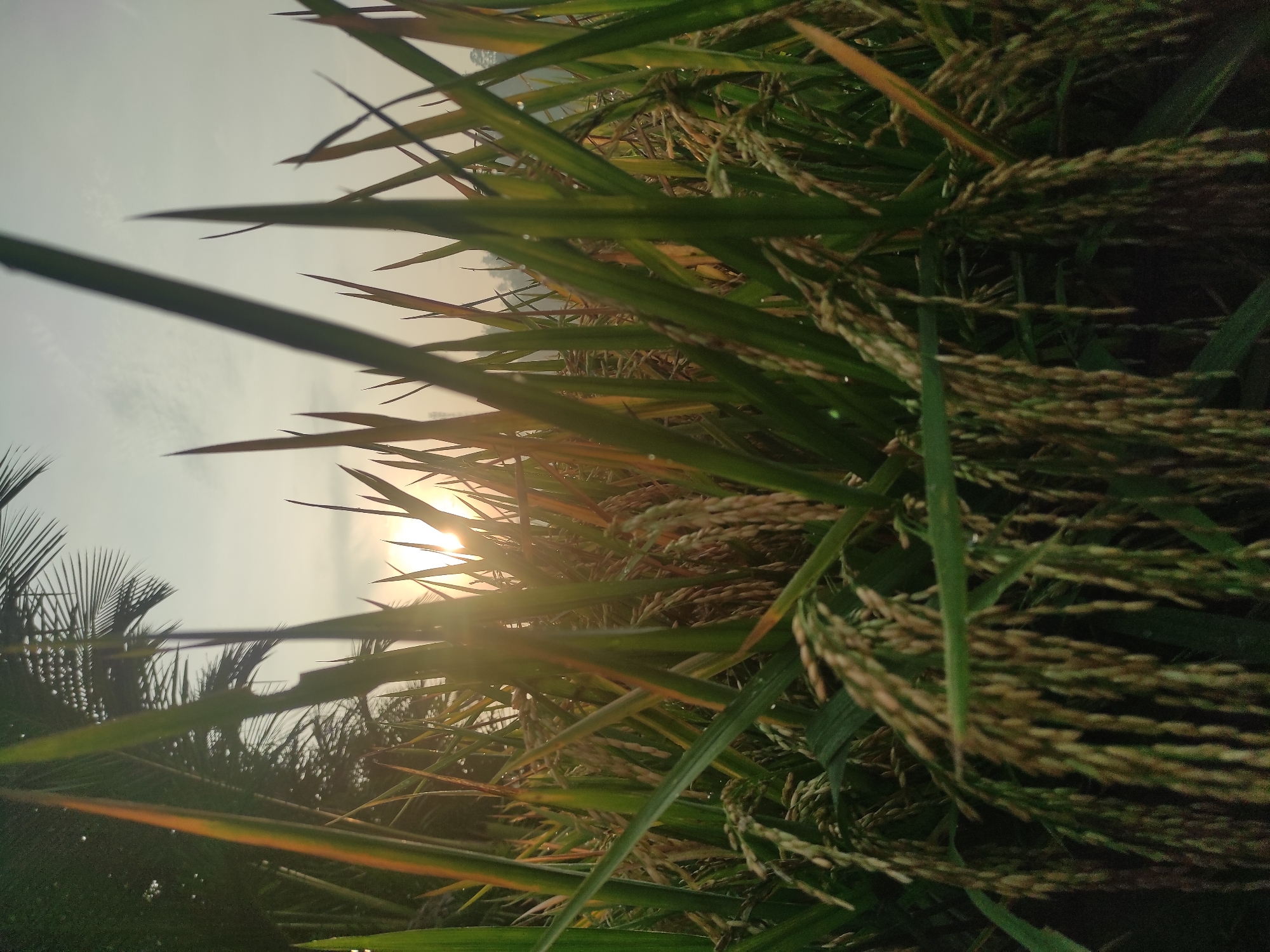 The image shows a close-up view of rice plants in a field. The sun is shining through the plants, creating a hazy light. The plants are predominantly green with some brownish heads of grain. In the background, glimpses of trees can be seen. The location is Lhokseumawe, Indonesia, based on the prompt.