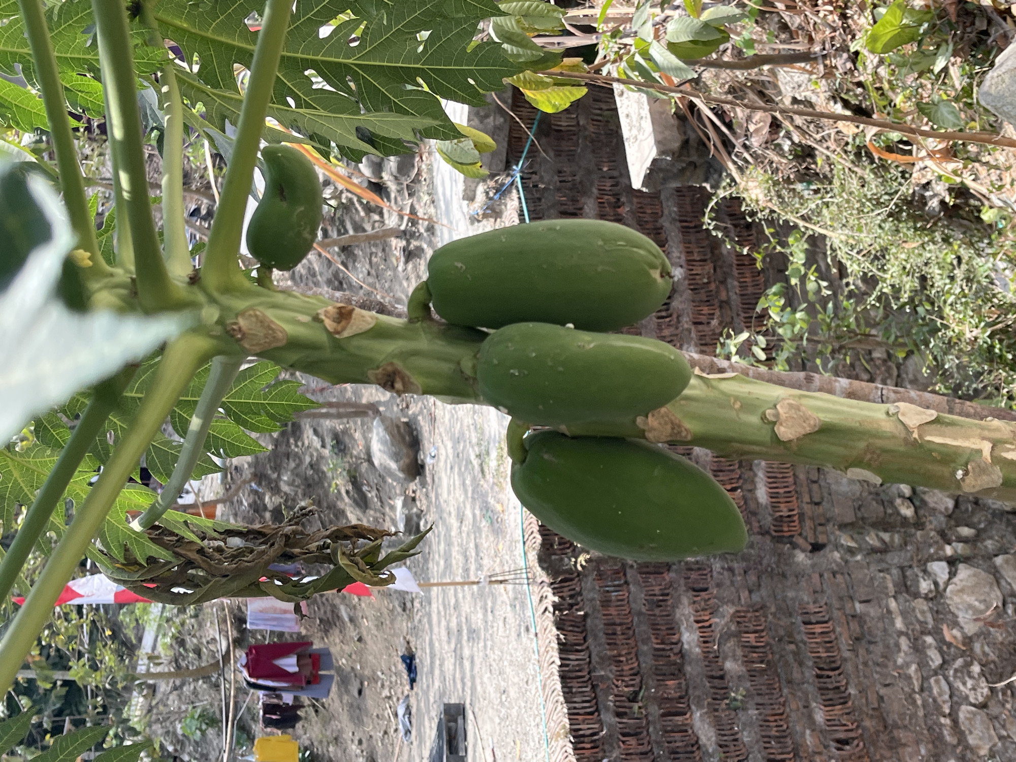 A close-up, eye-level, medium shot shows a papaya tree with several green papayas growing on its trunk in Kemangguhan, Indonesia. The papayas are clustered together on the lower part of the trunk, with three large papayas visible in the foreground and one smaller one further up. The trunk is thick and green, with some peeling bark. Large, lobed green leaves of the papaya tree fill the upper portion of the frame, obscuring the sky. In the background, a brick wall is visible on the left, with some stones and dirt. Clothes are hanging on a clothesline in the middle ground, and a red and white flag is planted on a pole behind the clothes. The ground is covered with dirt, stones, and some dry vegetation. The overall scene depicts a rural or semi-rural environment.