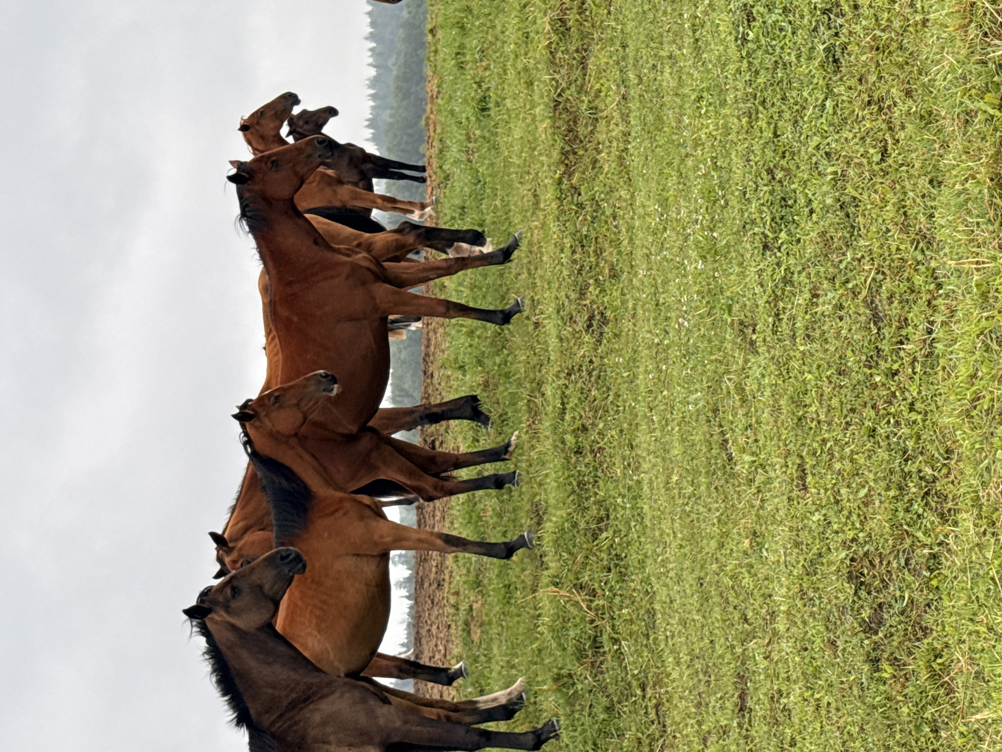 A herd of brown horses stand in a grassy field under an overcast sky. The horses are positioned in a line, facing to the right of the frame, with their bodies overlapping. Their coats are a mix of dark brown and lighter reddish-brown hues. The horses' legs and hooves are visible against the green grass. In the background, a line of trees forms a dark horizon against the pale sky. The ground in the foreground is covered in lush green grass with some scattered white flowers. The overall impression is a naturalistic scene in an outdoor rural setting. The specific location in Galinė, Lithuania, is not identifiable from the visual information in the image itself.