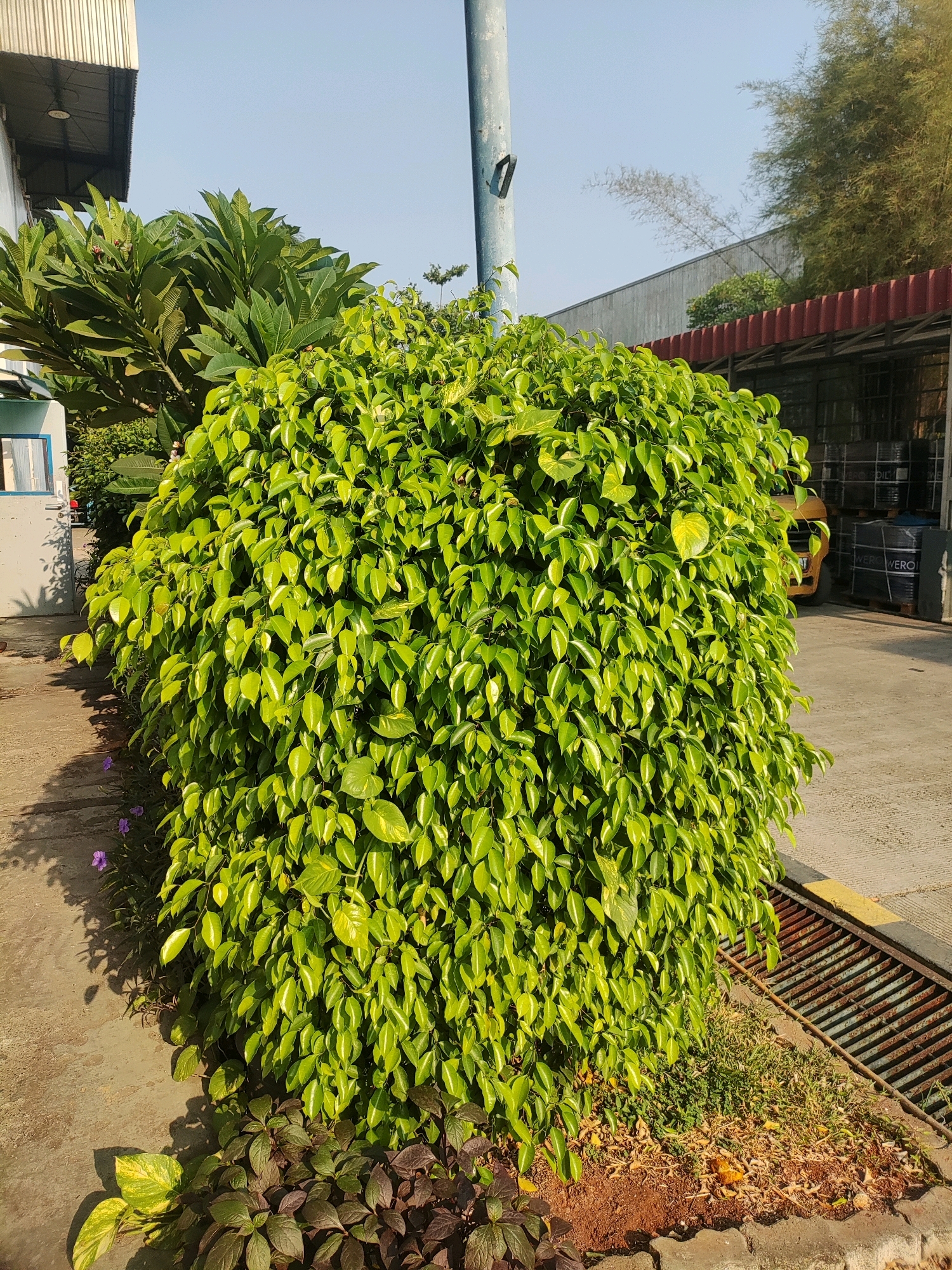 The image depicts an outdoor scene in East Jakarta, Indonesia, characterized by a large, dense, vibrant green bush prominently featured in the foreground. The bush has numerous ovate leaves, some exhibiting variegation with yellow or lighter green patches. To the left of the bush, a paved pathway is visible, with a shadow cast upon it. Some small purple flowers are growing near the edge of the pathway. In the background, a building with a metallic roof and ribbed siding is present. A tall metal pole stands near the center of the image. Beyond the building, bamboo-like plants and trees are visible against a clear blue sky. To the right of the bush, a rusty metal grate runs along the edge of the paved area, bordering a patch of dry grass and soil. A yellow vehicle is partially visible behind the bush, and stacks of black cylindrical objects, possibly barrels, are also present in the background. The overall environment suggests an industrial or commercial area with some landscaping. There are no people visible in the image.