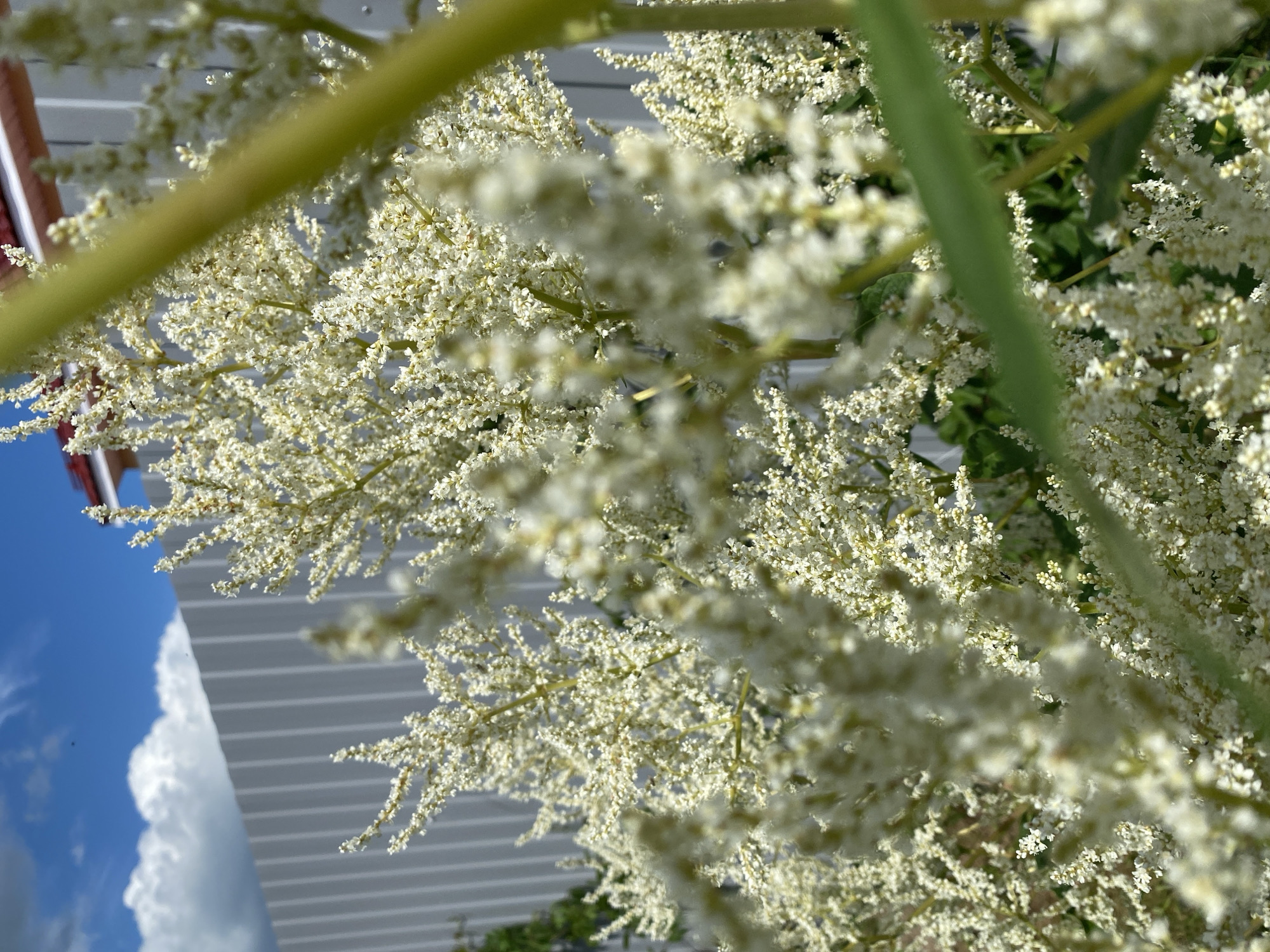 The image shows a close-up view of white flowers with blurred green stems in the foreground. Behind the flowers, a light blue sky with white clouds is visible on the left side, and a gray, horizontal-paneled surface, possibly siding of a building, fills the rest of the background. A hint of a red roof or structure can be seen in the upper left corner. The overall impression is that of a bright, sunny day, with the focus on the delicate white blooms against a backdrop of sky and man-made structure. The lighting suggests it is daytime. There is no discernible activity or event taking place, and no visible text.