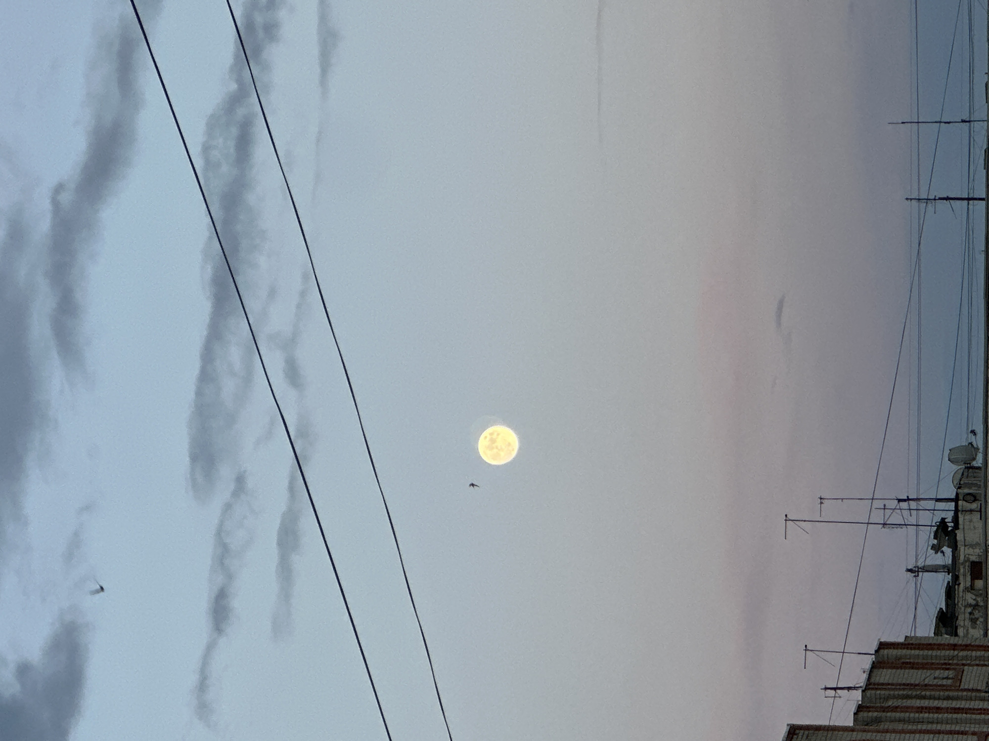 The image depicts a pale sky in an urban environment. A full moon is prominently visible, slightly to the right of the image center. A small bird is flying below the moon. Overhead power lines stretch across the left side of the frame. The tops of buildings with multiple antennas are visible on the right. Clouds are scattered throughout the sky, with a slight pinkish hue near the horizon on the right side. The location is the city of Unknown, Unknown.