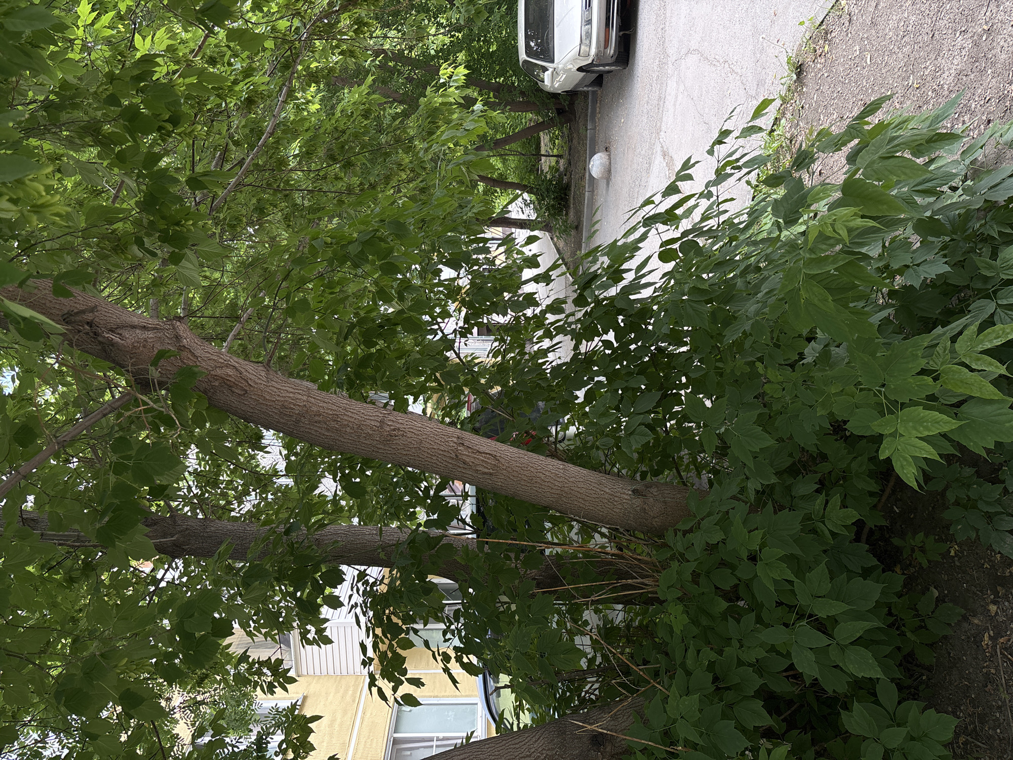 This is a daytime, eye-level, medium shot image of a courtyard in Novosibirsk, Russia. The foreground is dominated by the lush green foliage of trees and bushes, with their branches and leaves obscuring part of the view. In the middle ground, a light-colored sedan is parked on an asphalt surface. Beyond the car, more trees create a dense green backdrop. To the left, a section of a building with yellow and white siding is visible, featuring windows. The overall scene suggests a residential area with ample greenery.