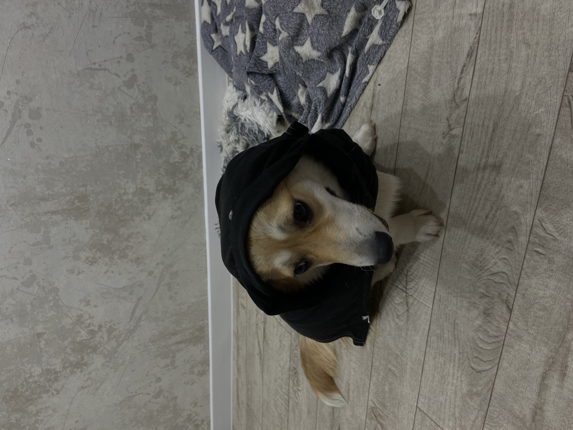 An eye-level shot captures a Pembroke Welsh Corgi wearing a black hooded garment, possibly a jacket or sweatshirt, indoors. The dog, with its typical tan, white, and black markings on its face, looks directly up towards the viewer with a calm, alert expression. Its head is slightly tilted, and its ears are mostly covered by the hood. The dog's front paws are visible, and a glimpse of its fluffy, tan and white tail can be seen to the lower right.
The setting appears to be a room with light-colored flooring, possibly laminate or wood planks, running vertically from the bottom towards the top right. To the left, a light grey wall features a subtle, textured pattern that resembles paint splatters or an abstract design. Behind the dog, a grey blanket with a white star pattern is partially visible, crumpled on the floor. A portion of a white trim or baseboard separates the wall and floor in the background. The overall lighting suggests an indoor setting, likely during the day, in what appears to be a domestic environment in Chaikovsky, Russia. No visible text is present in the image.