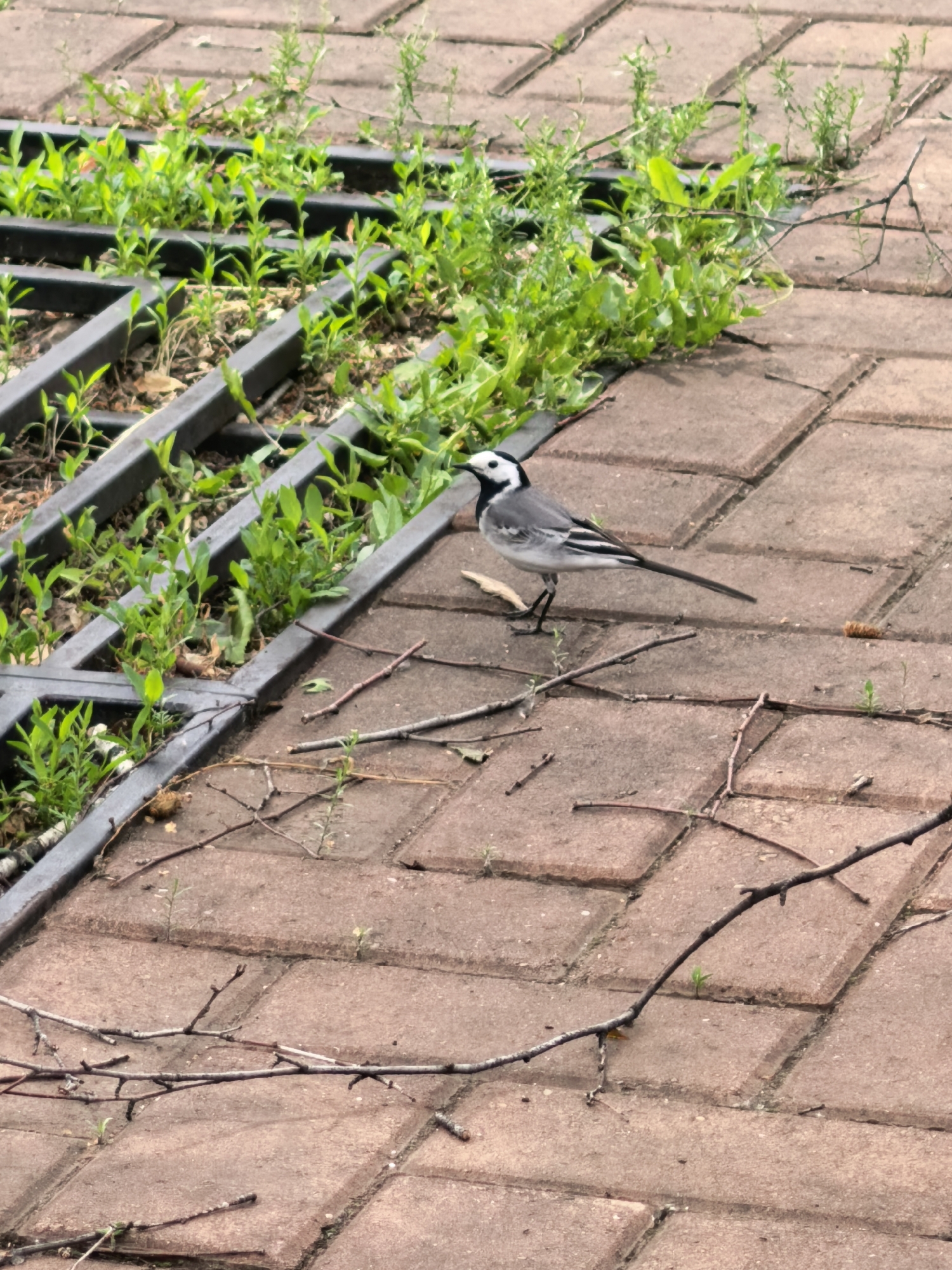 A White Wagtail (*Motacilla alba*) stands on a reddish-brown paved surface in Sterlitamak, Russia. The bird, characterized by its distinct black and white plumage and elongated tail, is positioned in the lower-left quadrant, facing left. The pavement comprises rectangular blocks, from which sparse green shoots and small plants emerge through the interstices. To the immediate left of the paving, a dark metal grid structure is visible, partially submerged and heavily overgrown with dense, vibrant green foliage. The paved area is strewn with numerous thin, dry, dark brown twigs and small branches. The scene is illuminated by ambient natural daylight, with no discernible shadows.