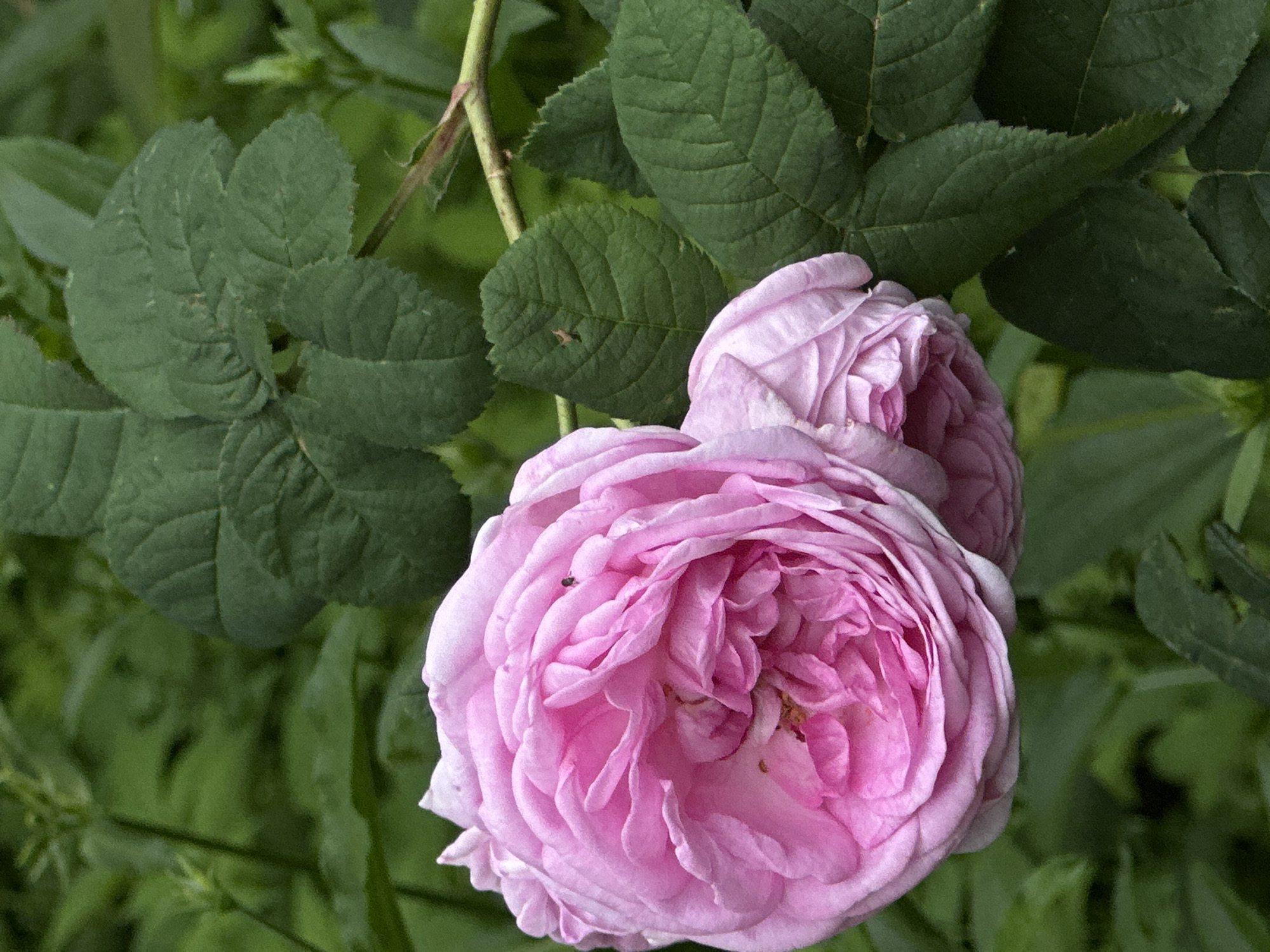 A close-up, eye-level, vertical shot shows a blooming pink rose with dark green foliage in the background. The rose is a complex bloom with many tightly packed petals in varying shades of pink, from deep fuchsia to soft pastel. A small, dark insect is visible on one of the upper petals, and another smaller, lighter insect is on a leaf to the right. The leaves are a deep, rich green with visible veins and slightly serrated edges. A thin, brown branch extends from the right side of the frame, with several leaves attached. The background is a blur of out-of-focus green, suggesting a garden or natural setting. The lighting is soft and diffused, creating a gentle mood. The image is in focus on the rose and its immediate surroundings.