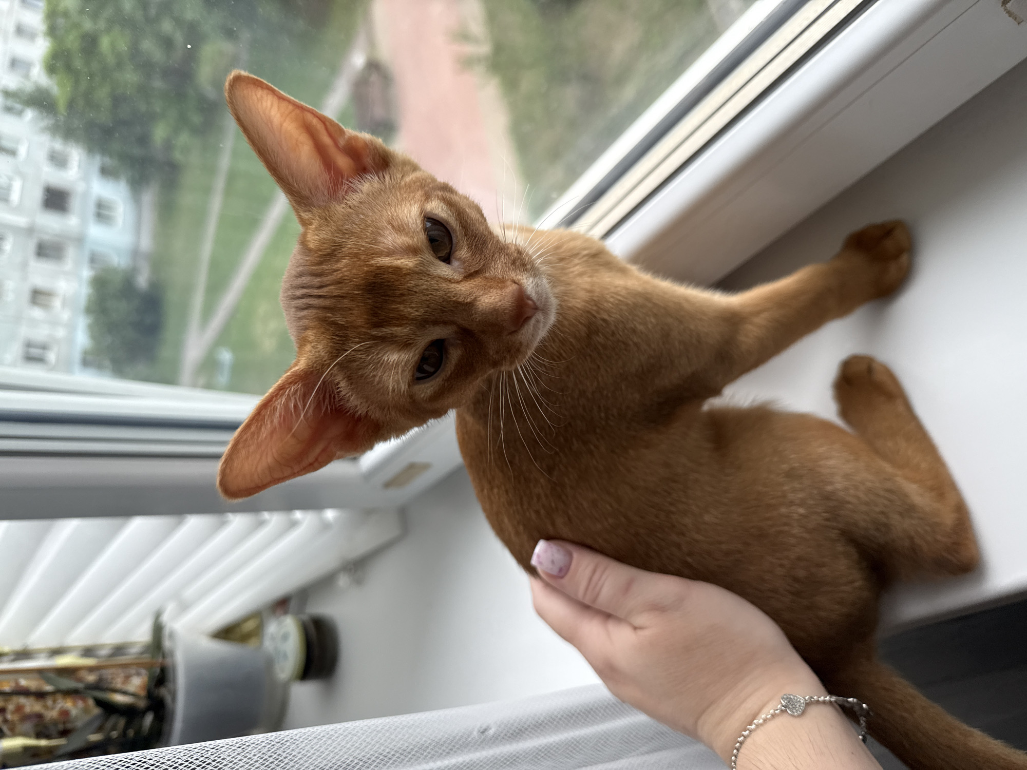 An Abyssinian cat is sitting on a white windowsill. The cat is a ginger color, with large ears and amber eyes. A person's hand with light pink nail polish and a silver bracelet with a heart charm is gently petting the cat's back. Outside the window, a building and trees are visible, suggesting an urban environment in Stary Oskol, Russia. The lighting is natural, coming from the window. The scene appears to be indoors, in a residential setting.