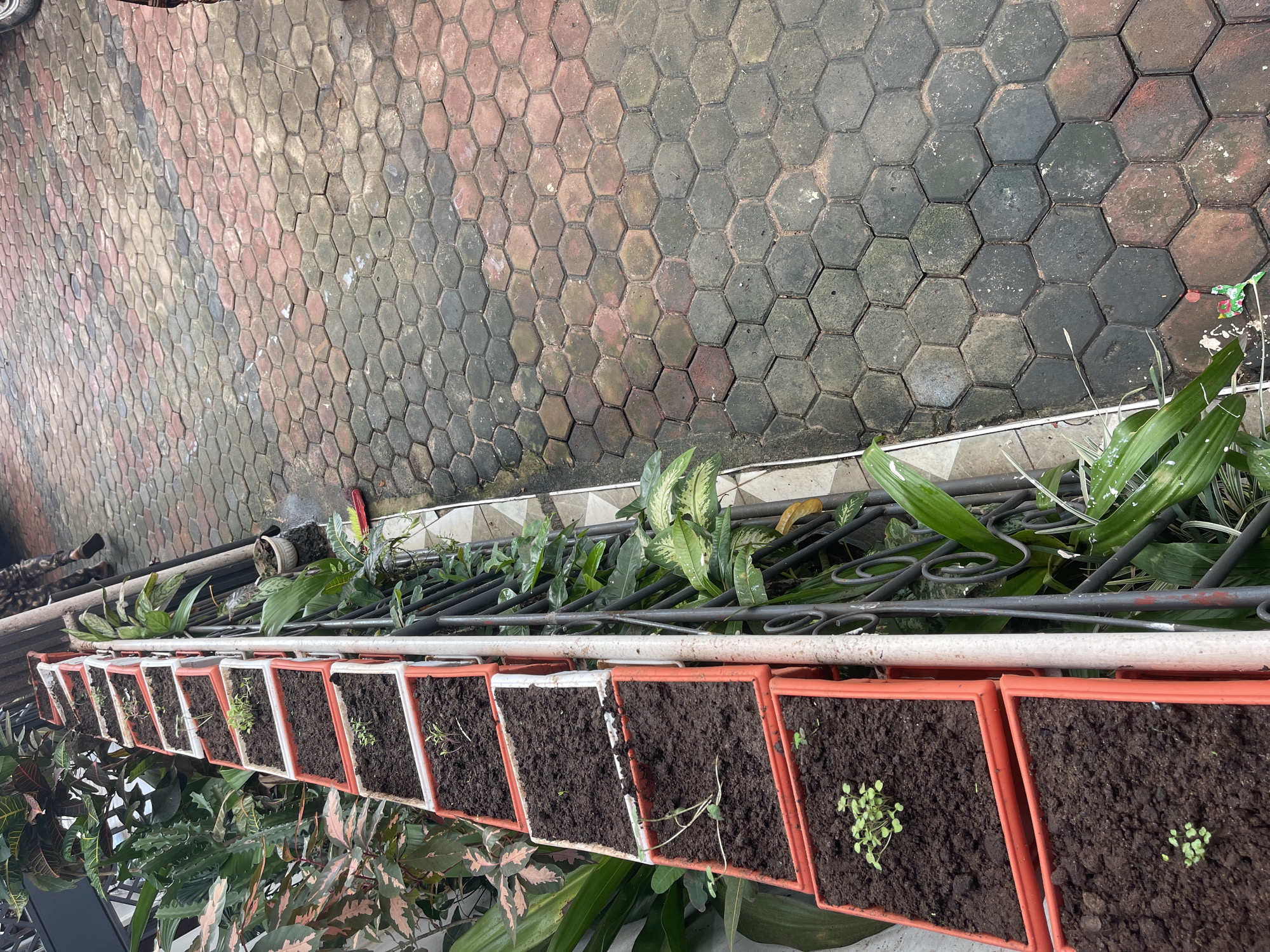 The image shows a row of potted plants arranged along a railing, likely on a balcony or porch. The pots are mostly square and terracotta-colored, filled with dark soil, and contain small green sprouts or plants. Some pots have only a few tiny sprouts, while others have small clusters of leaves.
Behind the pots, there's a wrought iron railing and assorted greenery, suggesting a garden or other plants nearby. The background shows a patterned paving consisting of hexagonal tiles in various shades of grey, black, and red. The image does not provide definitive information to confirm that this is in Dar es-Salaam, Tanzania. However, if additional images or contextual data can be included, I would be happy to use this data to improve the description of the scene and to determine the location of the scene.