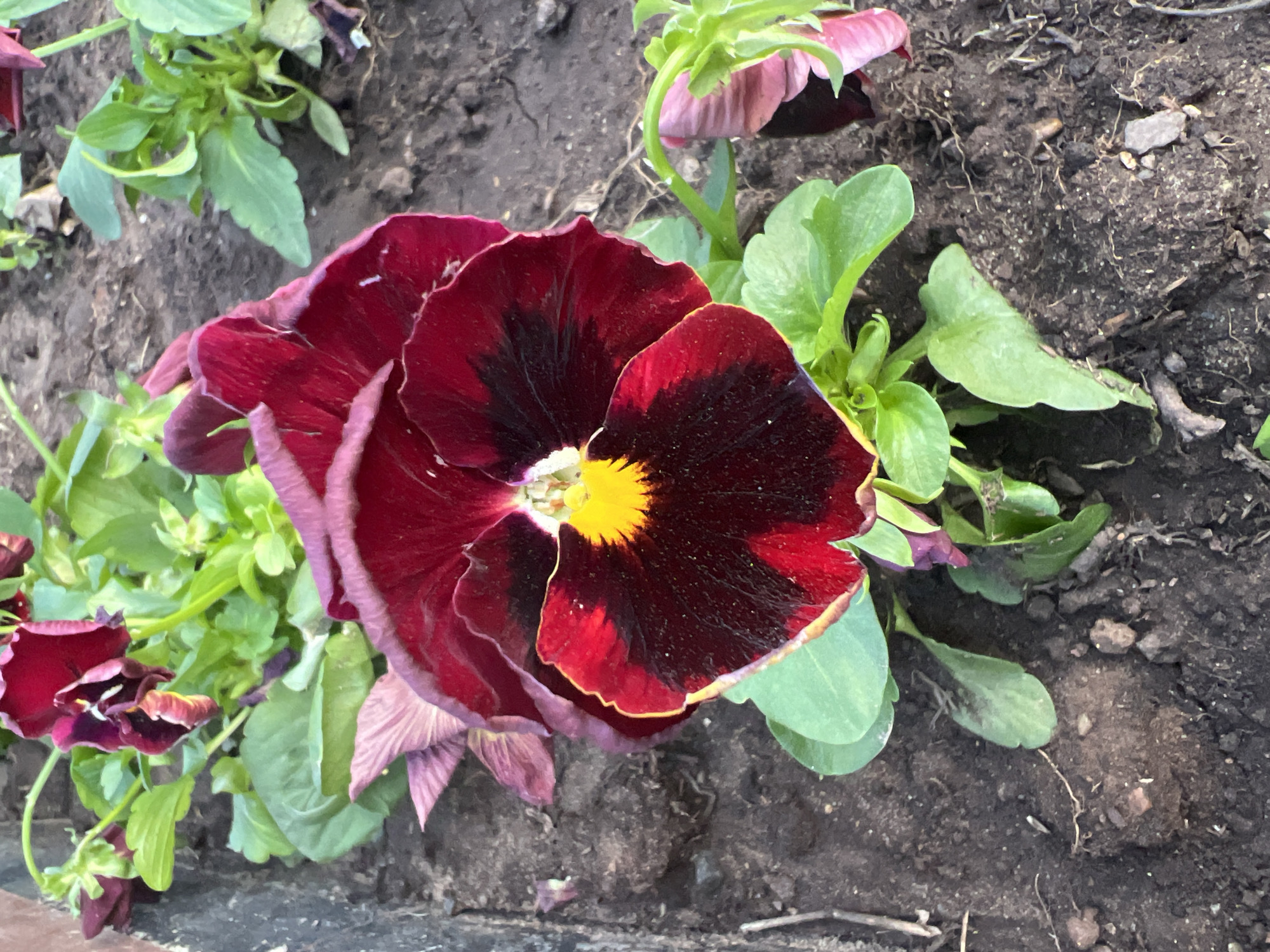 The image shows a close-up of a dark red pansy flower with black and yellow coloration in the center. The flower is in a garden bed, surrounded by green leaves and dark soil. There is no evidence to verify the location as Chaikovsky, Russia from the image.