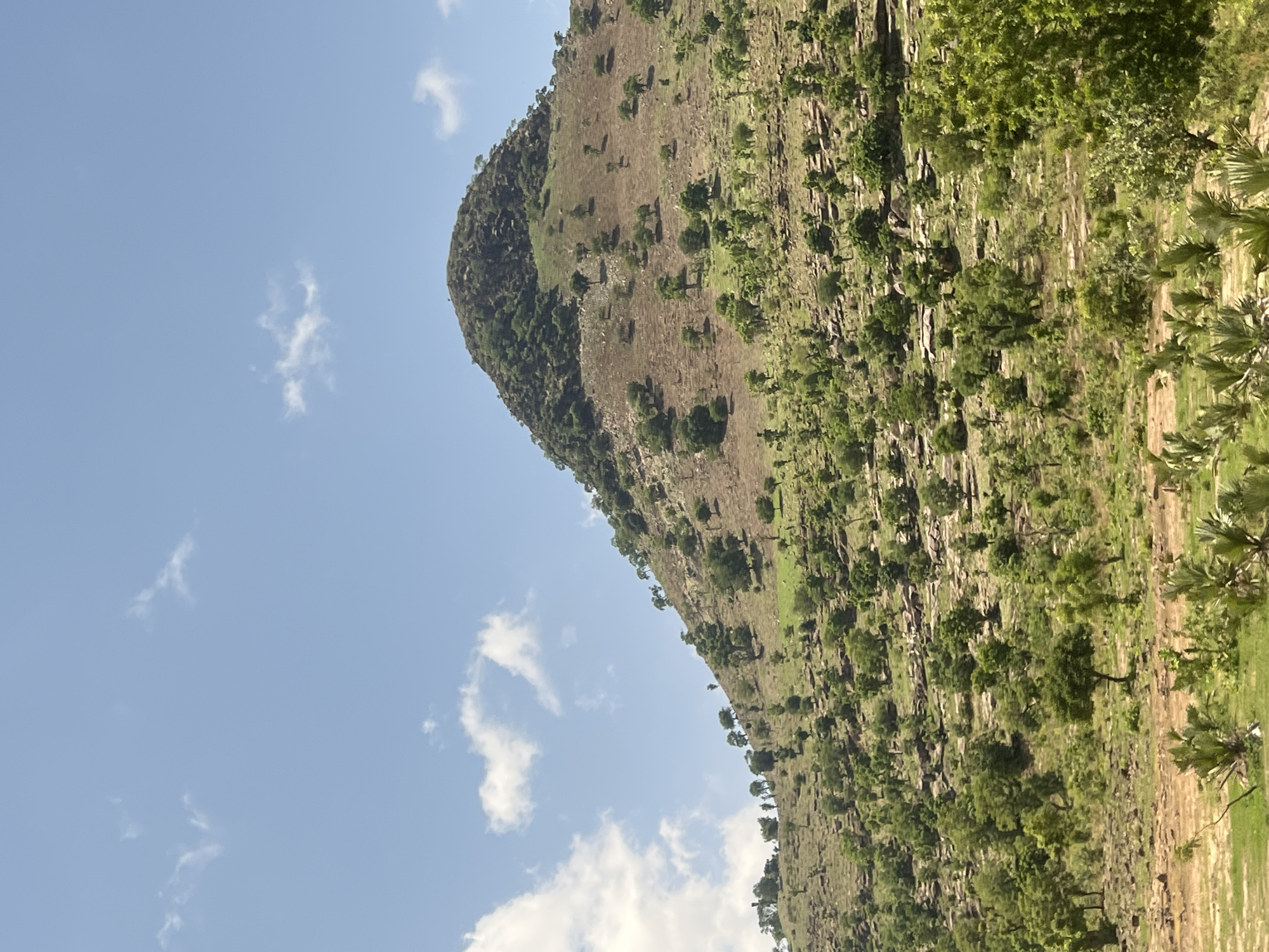 This image depicts a sunlit natural landscape, identified as being in Balanga, Nigeria, dominated by a large, conical hill or small mountain rising from the lower left to the upper center. The sky, occupying the top third of the frame, is clear light blue with scattered white cumulus clouds.
The hill's peak is rocky with sparse dark green vegetation. Its upper and mid-slopes are steep, characterized by exposed reddish-brown soil, numerous grey rock formations, and widely dispersed green trees of varying sizes. As the slope descends, the density of vegetation increases, transitioning into patches of lighter green grass and more uniformly spaced trees. The lower slopes and foreground display a more verdant environment with denser groupings of green trees, shrubs, and broader-leafed plants, some resembling young palms, amidst areas of reddish-brown earth and stratified rock outcrops. No people, human structures, or animals are visible. The scene is illuminated by bright daylight, suggesting clear weather conditions.