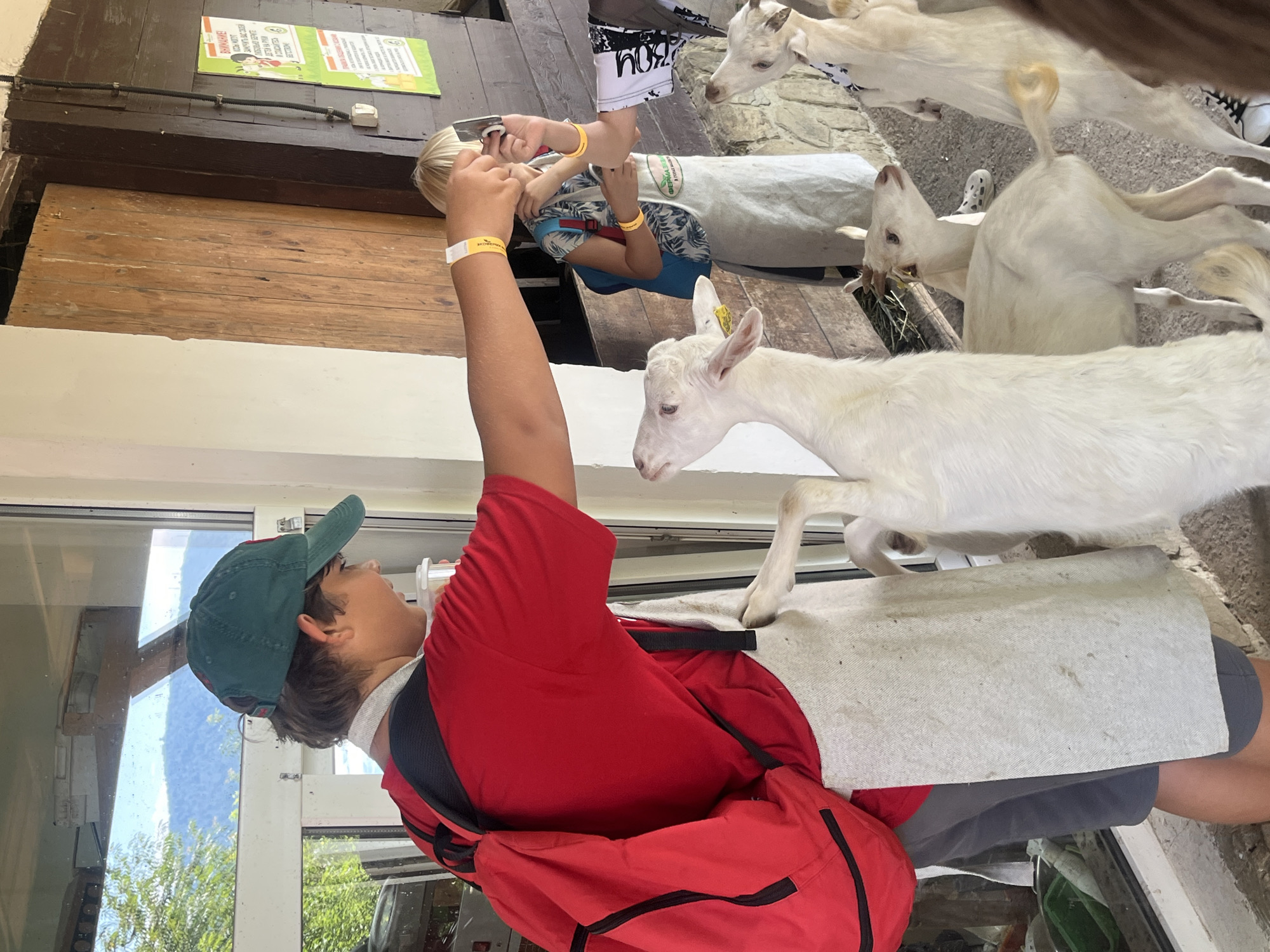 In the city of Progress, Russia, a young person wearing a red shirt, a green cap, and a red backpack is feeding a group of white goats. The person extends their arm, offering something to the goats, while another child in the background is taking a photo. The environment appears to be an outdoor enclosure with wooden structures and a large window. The goats are actively reaching for the food.