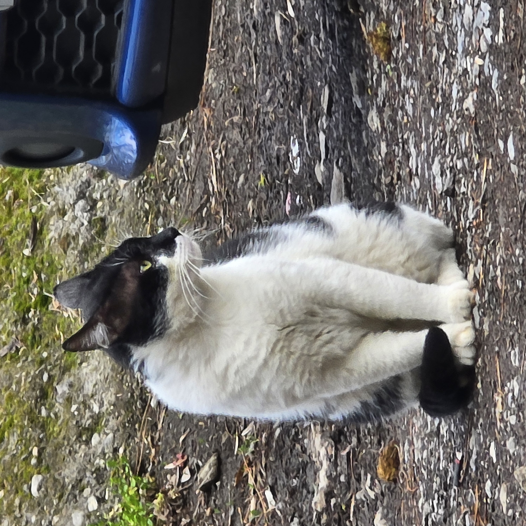 A slightly grainy, vertical shot captures a black and white cat lying on a textured, earthy ground. The cat is predominantly white with a black head, black ears, and distinct black markings on its back and tail. It has bright green eyes and long, white whiskers that stand out against its black face. The cat is looking upwards and to the left, appearing alert and curious.
In the upper left portion of the image, the front bumper and part of the grille of a dark blue or black car are visible, suggesting the cat is resting near a parked vehicle. The ground beneath the cat is a mix of dark soil, small grey stones, dried leaves, and patches of green moss or sparse grass, typical of an outdoor setting like a garden path or roadside. The lighting is natural and bright, indicating it is daytime. There is no visible text in the image. The scene suggests a moment of casual observation or rest by the cat in an outdoor environment in Sofia, Bulgaria.