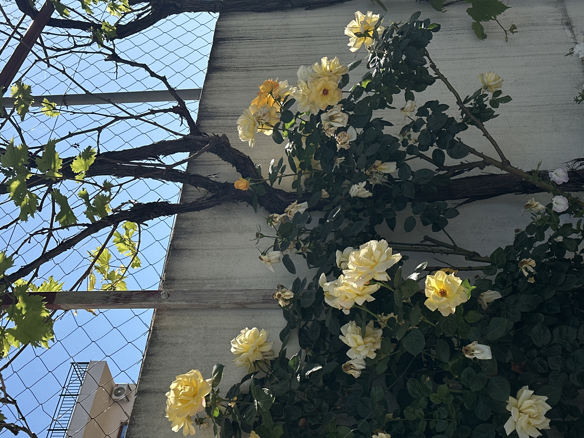 This close-up outdoor shot presents a dynamic interplay of nature and architecture. The foreground is dominated by a vibrant cluster of yellow and light-yellow climbing roses, some in full bloom with visible stamens, while others appear to be fading or withered. Their dark green foliage creates a lush backdrop against a light-colored, textured wall, possibly concrete or stucco, which occupies the right half of the frame.
A thick, dark, woody vine, likely a grapevine, sprawls across the upper and central parts of the image, intertwining with the rose bushes and extending towards the left. Fresh green grape leaves are visible on this vine. This botanical arrangement is set against a backdrop of a metal wire mesh structure, perhaps a trellis or a fence, through which a clear, bright blue sky is visible. A horizontal metal bar is also integrated into this structure.
Through the mesh on the left, a portion of a light-colored building can be seen, featuring an external air conditioning unit and what appears to be a black metal fire escape or ladder. The strong sunlight illuminates the scene, casting distinct highlights on the roses and foliage, suggesting a clear, sunny day, likely in the morning or early afternoon. The overall setting implies an urban or semi-urban environment in Šušanj, Montenegro, where nature, in the form of climbing plants, thrives against man-made structures. There is no visible text in the image.