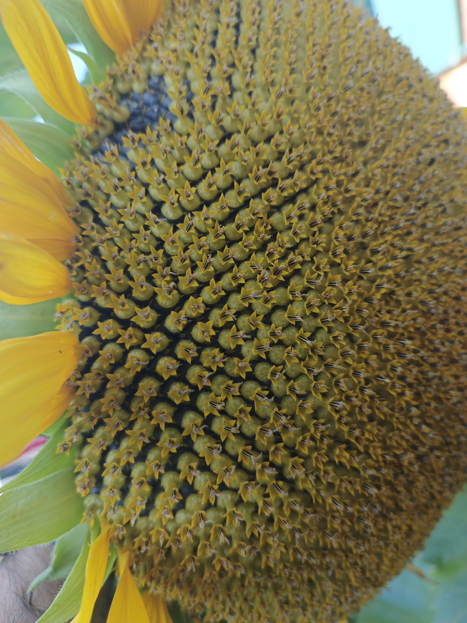 A close-up, slightly overhead shot captures the center of a sunflower, revealing its intricate spiral pattern of developing seeds. The seeds are a light green at their base, transitioning to a yellow, star-like structure at their tip, with dark brown anthers protruding from each. Yellow petals and green sepals are visible on the left side, partially obscuring the central disc. The background is a soft blur of light blue sky and a hint of building. The image is sharp and well-lit, showcasing the detailed texture of the sunflower. The location in Remeslennyi, Russia is not visible in the image.