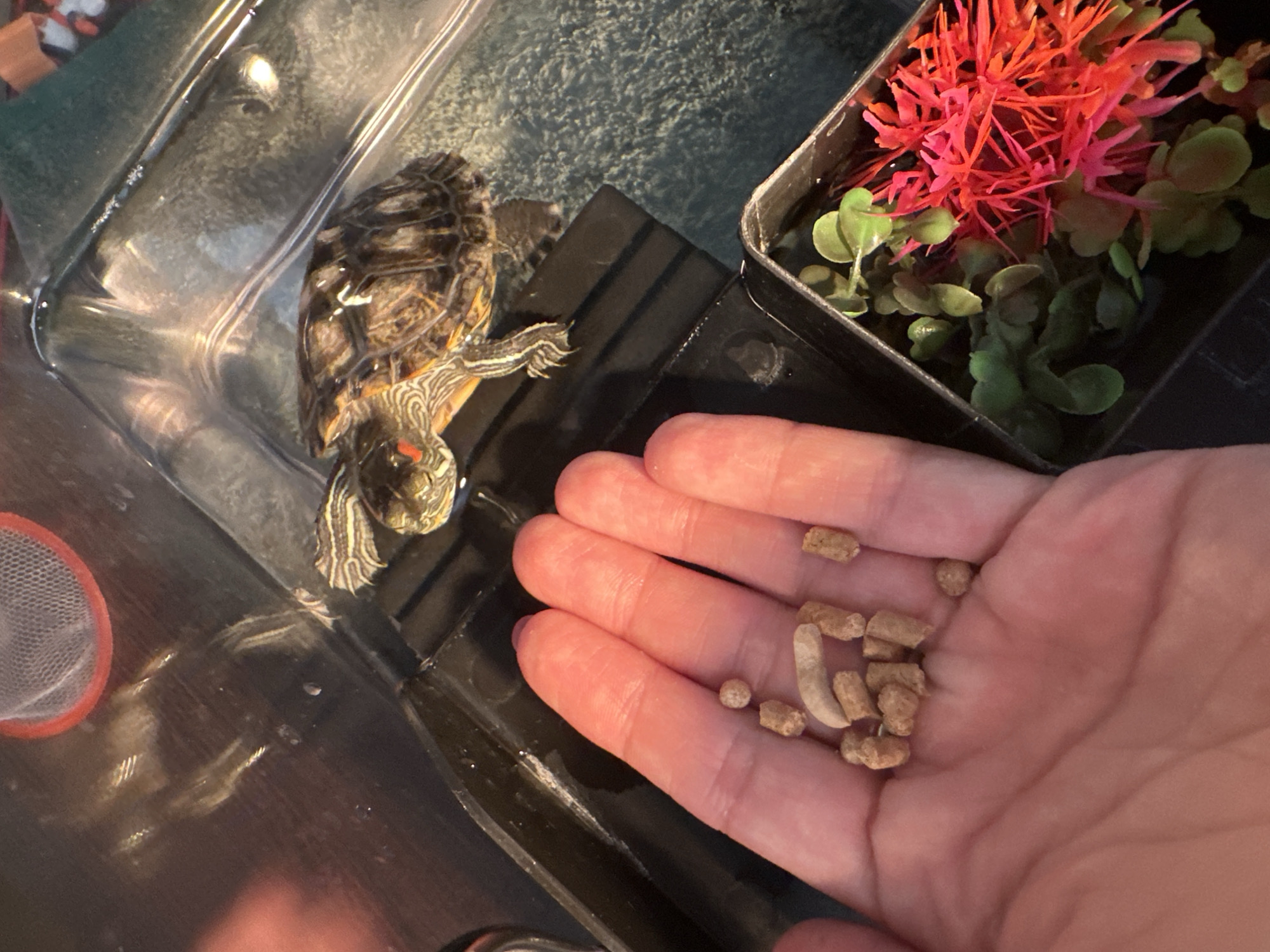 A close-up, high-angle shot shows a person's hand, palm up, holding a small pile of brown pellets. The pellets are a mix of cylindrical and more irregular shapes, with some appearing to be small, round beads. To the left and above the hand, a juvenile turtle, identified as a Red-eared Slider, is perched on a black platform partially submerged in water. The turtle has distinctive red markings behind its eyes and yellow and black stripes on its head and legs. In the background, a portion of a clear plastic tank is visible, reflecting light. To the right of the hand and below the turtle's position, a small black container holds artificial green plants and a bright pink, spiky plant. The environment appears to be an indoor enclosure for the turtle. The scene does not contain any identifiable elements to determine its location in Novoaltaysk, Russia.
