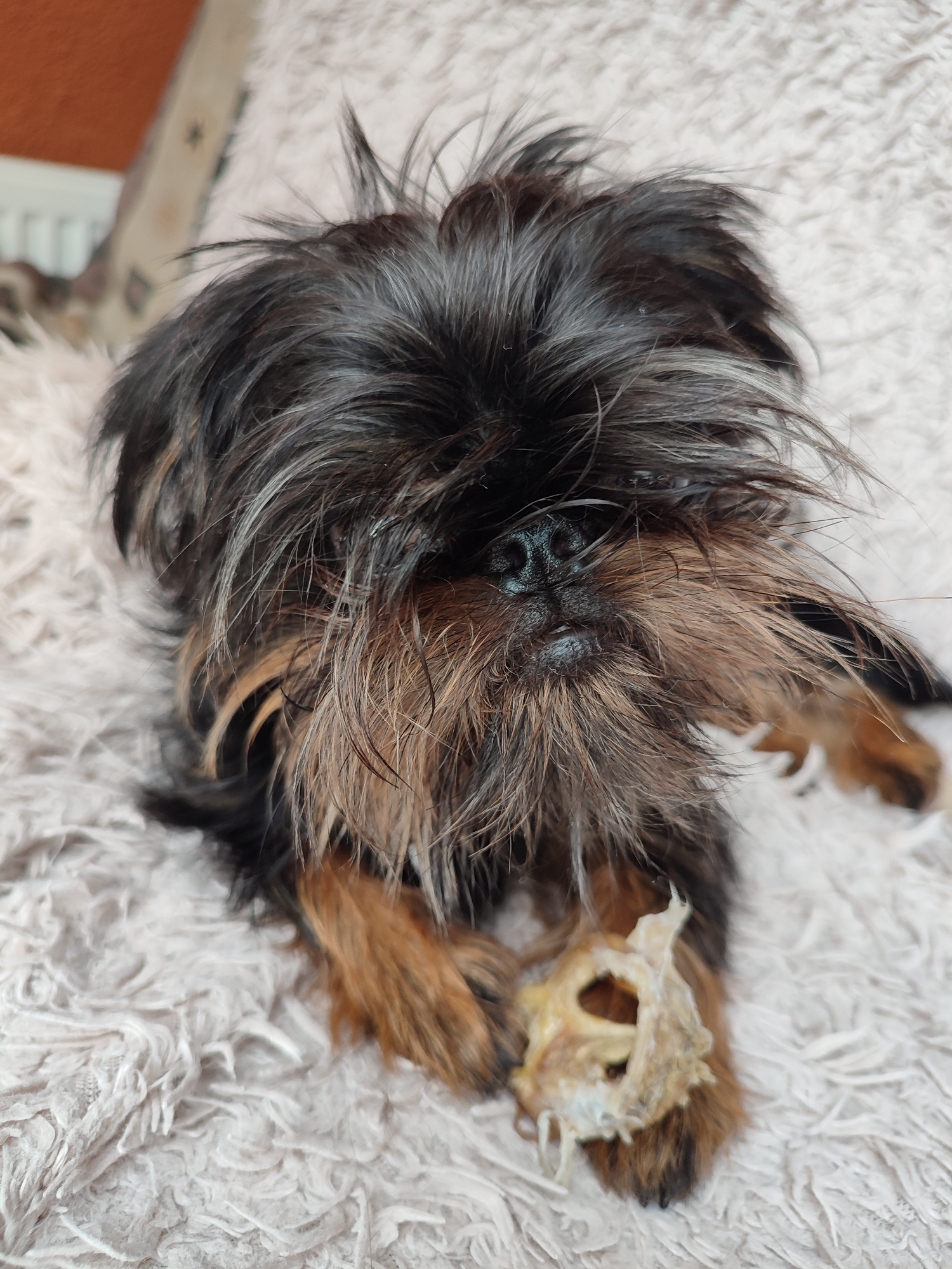 A close-up shot shows a small, scruffy dog with dark brown and tan fur lying on a fluffy white blanket. The dog's face is mostly obscured by its shaggy hair, but its black nose and a hint of its eyes are visible. It is holding a small, dried piece of food or bone in its front paws. The background is blurred, with hints of an orange wall and a white radiator visible. The scene is indoors, likely in a residential setting. The image does not provide any information about the city of Murino, Russia.