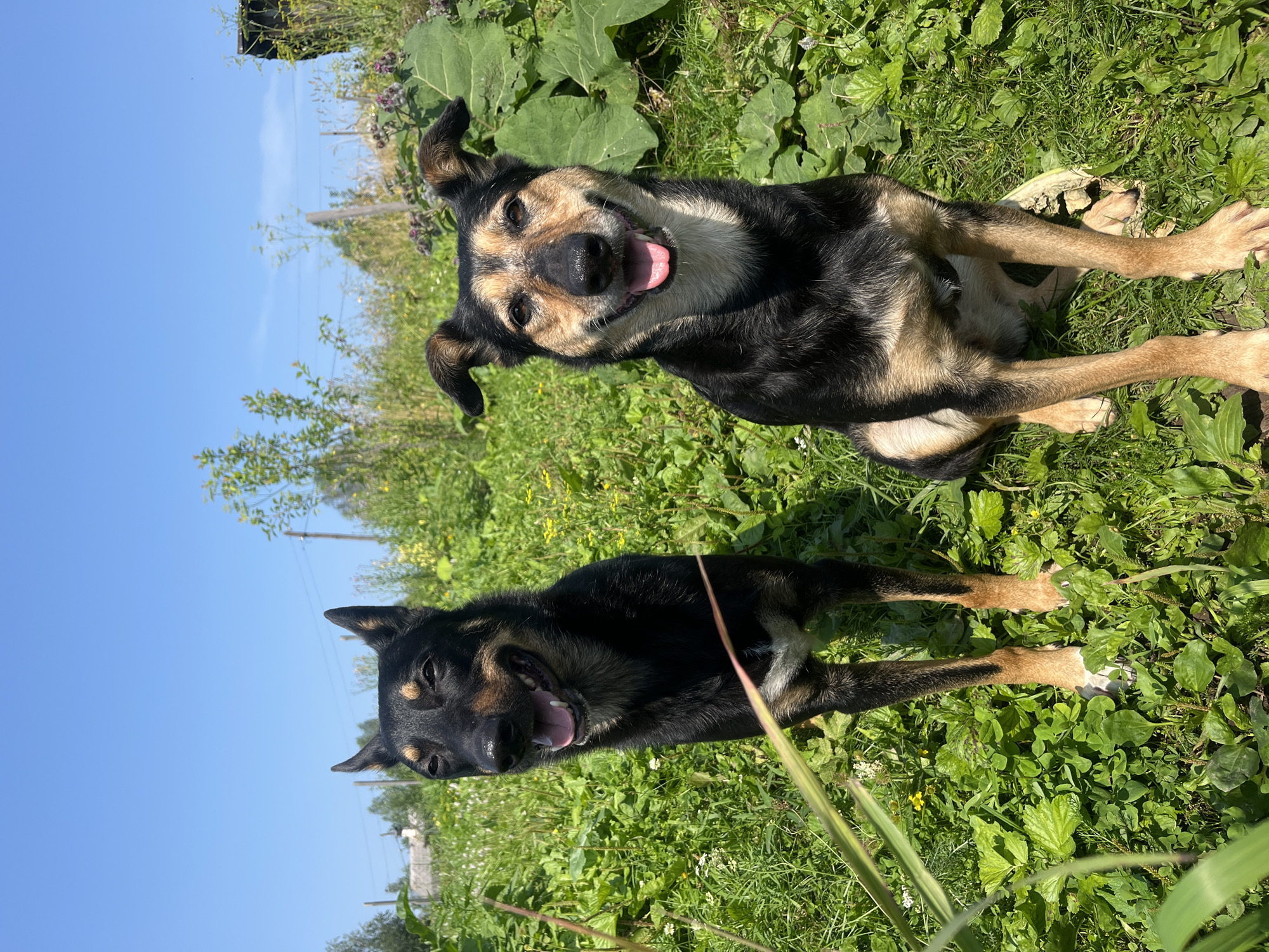 Two dogs, one standing and one sitting, are in a grassy outdoor environment under a clear blue sky. The standing dog, on the left, is primarily black with tan markings around its eyes and chest. It has its mouth open and tongue visible, appearing to pant. The sitting dog, on the right, also has black and tan fur and is looking directly at the camera with its mouth open and tongue out in a smile-like expression. Both dogs appear to be of medium size. The background consists of lush green grass, various plants, and some distant trees and structures, suggesting a rural or park-like setting. There is no indication of the city of Nizhny Tagil, Russia in the image.