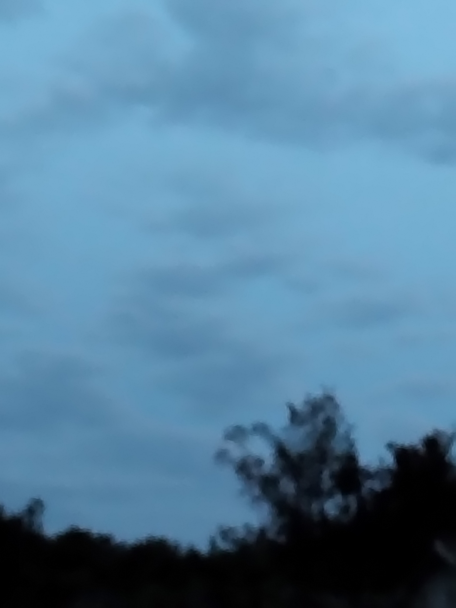 The image shows a dark silhouette of trees against a pale blue, cloudy sky. The trees are clumped together, with some appearing taller and more prominent than others. The sky is overcast, with soft, diffused light suggesting either early morning or late evening. The overall impression is one of a natural landscape, likely in a rural setting. The location in Ustyvytsia, Ukraine is not evident from the visual information provided in the image.