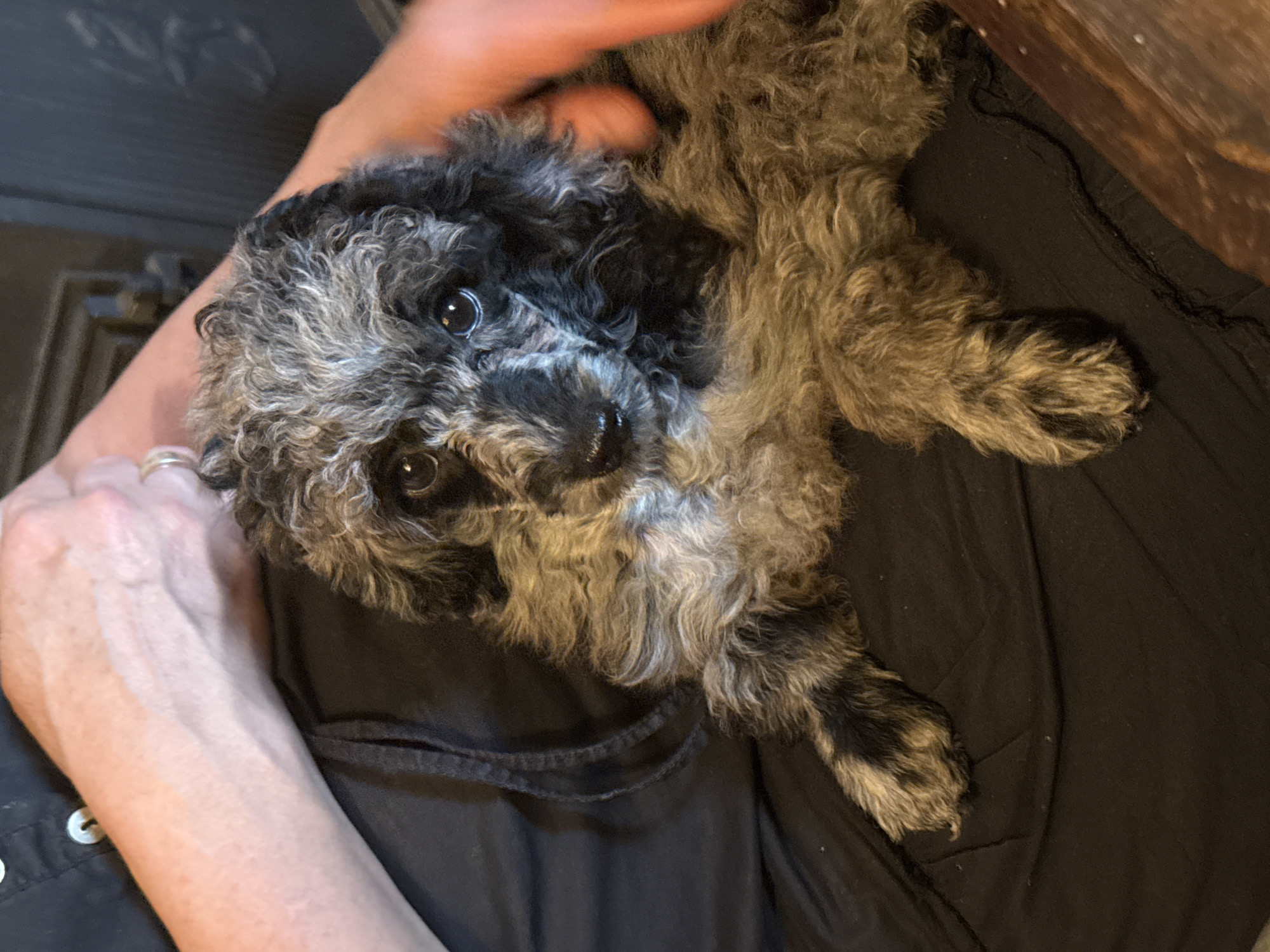 A high-angle medium shot captures a small, fluffy black and grey poodle mix puppy resting in the lap of a person. The puppy's head is tilted upwards, gazing directly at the camera with large, dark eyes. Its fur is curly and appears soft, with distinct patches of black and grey. The person's hands are visible, gently holding the puppy. One hand, on the left of the frame, rests on the puppy's back, while the other, on the top of the frame, is partially visible, as if petting the puppy. The person is wearing a dark top with visible white buttons. The puppy is lying on a black fabric surface, likely clothing or a blanket, which is draped over the person's lap. The background is dimly lit, with hints of a wooden surface on the right side and a dark, textured area on the left, possibly a doorway or furniture. The overall mood is intimate and affectionate, suggesting a moment of comfort and connection between the pet and its owner. The lighting is artificial and warm. No visible text is present in the image.