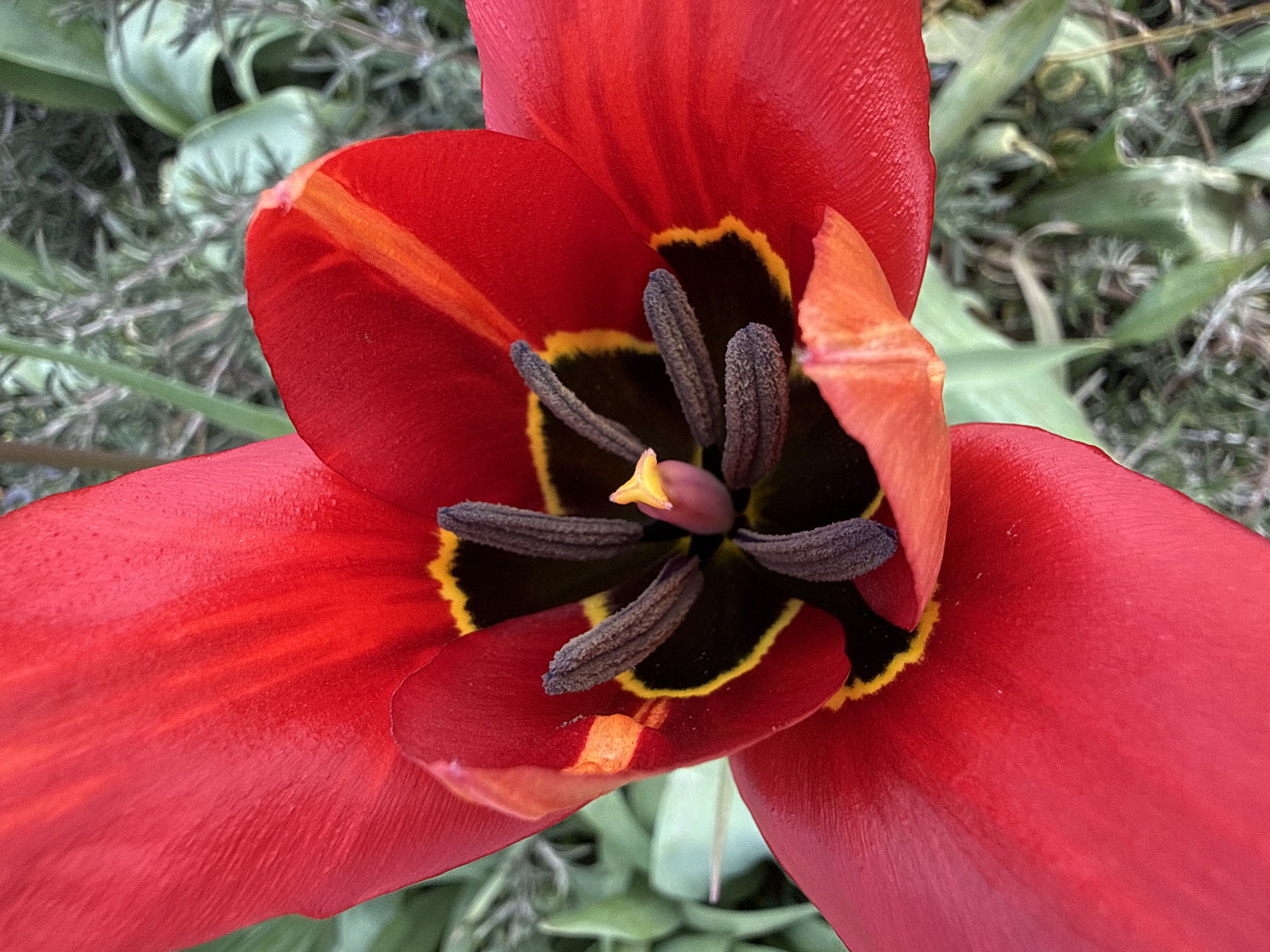 A close-up, top-down view captures a vivid red tulip in bloom. The tulip has three visible petals, their color intense and slightly textured. The flower's center reveals a dark, almost black interior bordered by a thin yellow ring. Several dark, textured stamens emerge from the center. A small, yellow stigma is positioned among the stamens. The tulip is set against a blurred background of green foliage. Specific location in Pirne, Bulgaria, cannot be determined from the image.