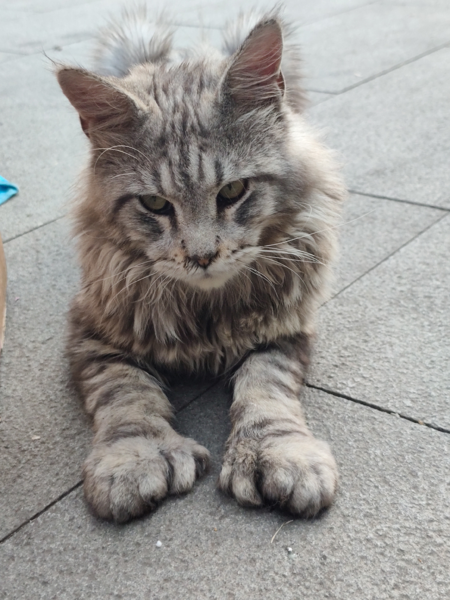 A medium-shot, eye-level, vertical photograph shows a grey tabby cat with long fur lying down on a grey paved surface, possibly outdoors in Xingan Subdistrict, China. The cat is facing the camera, with its front paws extended. The cat's fur is a mix of grey, black, and tan stripes, with some lighter grey fur on its chest and legs. Its eyes are green and appear to be partially closed. The background consists of the grey paved surface, which appears to be made of large rectangular tiles separated by thin black lines. There is a hint of a blue object to the left of the cat and a brown object to the right. The lighting suggests it is daytime.