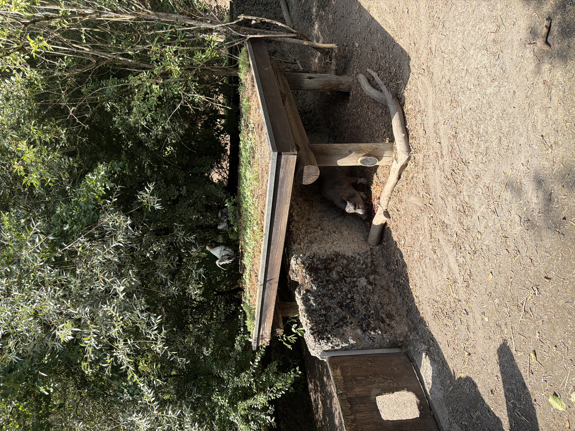 A domestic pig is eating from a pile of food under a wooden structure with a green roof in an outdoor enclosure. The enclosure is dirt with scattered debris and dried vegetation. To the left of the structure is a large rock. Behind the rock is a wooden gate with a square opening. Two chickens are standing on the roof of the wooden structure. The scene appears to be in an urban zoo or animal park.