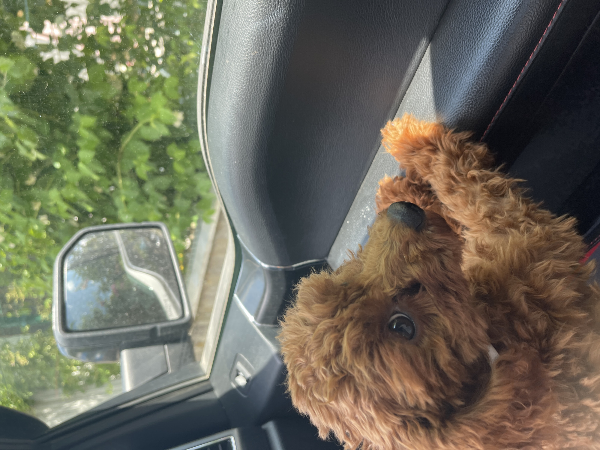 A brown, stuffed toy poodle sits on the dashboard of a vehicle. The vehicle's interior is black. Through the car window, greenery is visible. A side mirror is also visible in the window's reflection. There is no specific indication of the location being Sofia, Bulgaria.