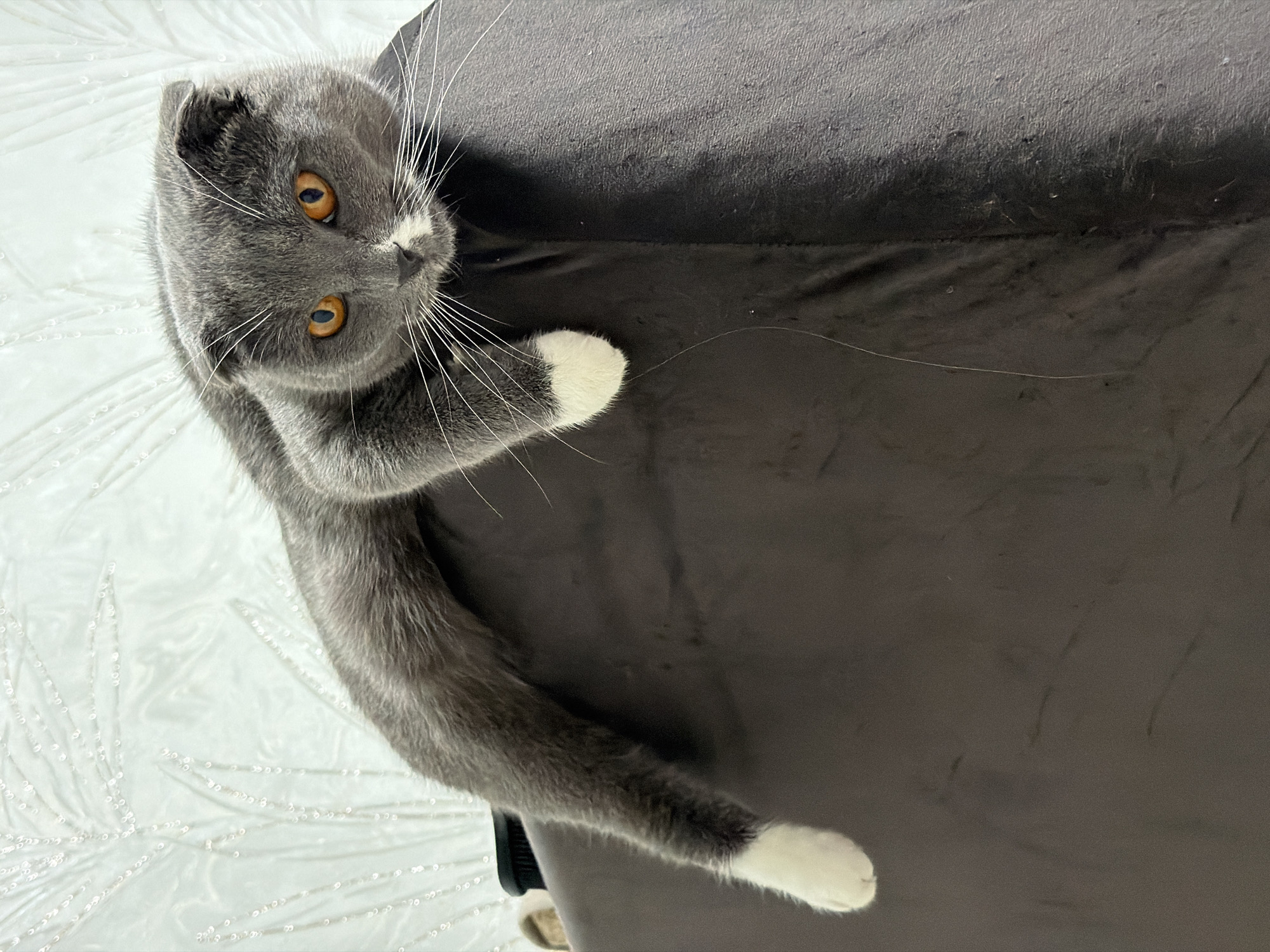 A gray and white Scottish Fold cat with amber eyes is positioned near the top left of the frame, looking up at the viewer. The cat is resting its front paws on a dark gray, possibly velvet, surface. A white, patterned surface is visible in the lower left corner of the image. The location is Chaikovsky, Russia.