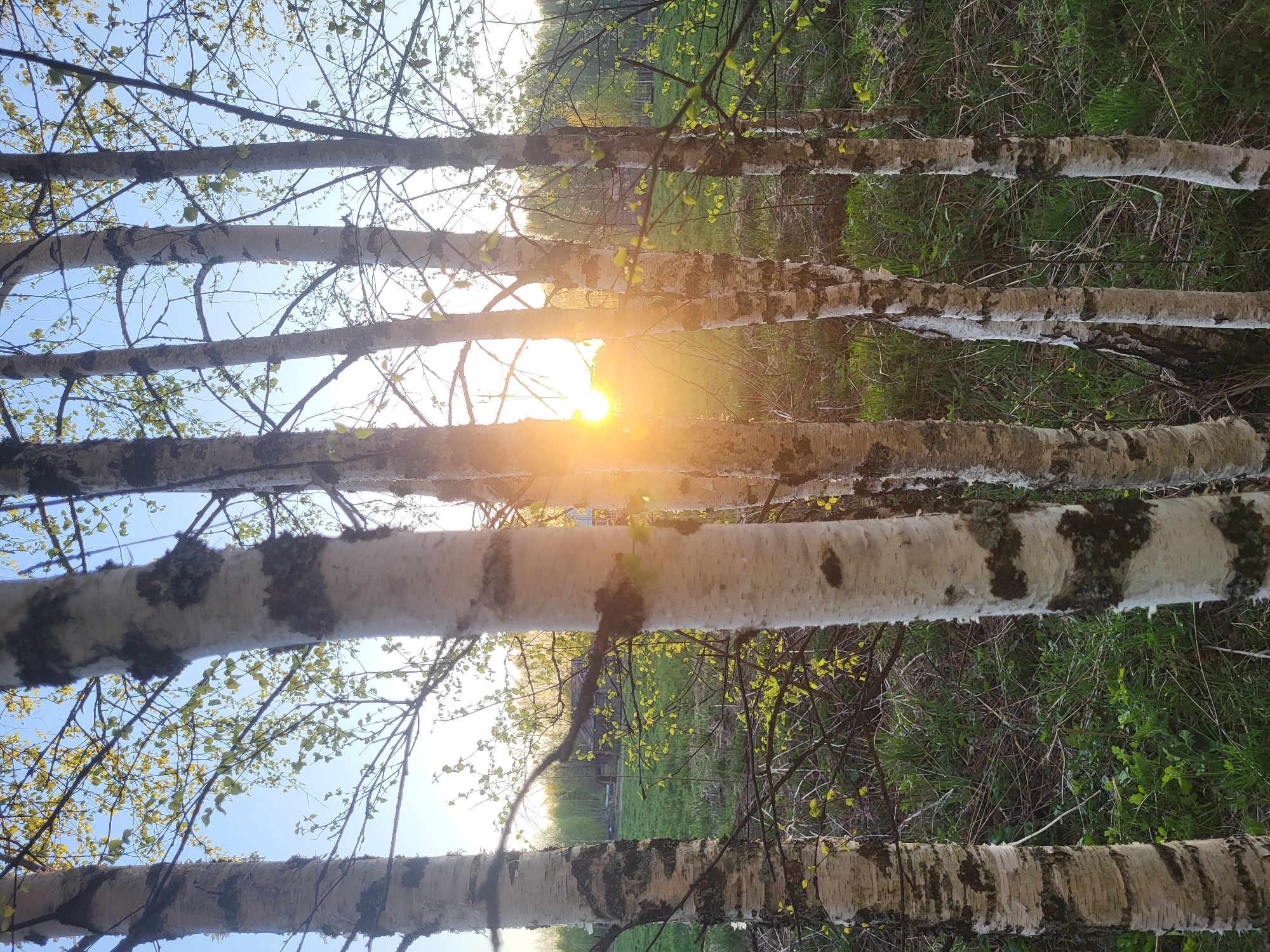 The image shows a view through a birch forest in Зипуново, Russia. The focus is on several birch trunks with white bark marked by dark patches, positioned horizontally across the frame. Young green leaves sprout on thin branches. Sunlight streams through the trees. The ground is covered in green vegetation. In the background, a building is partially visible.