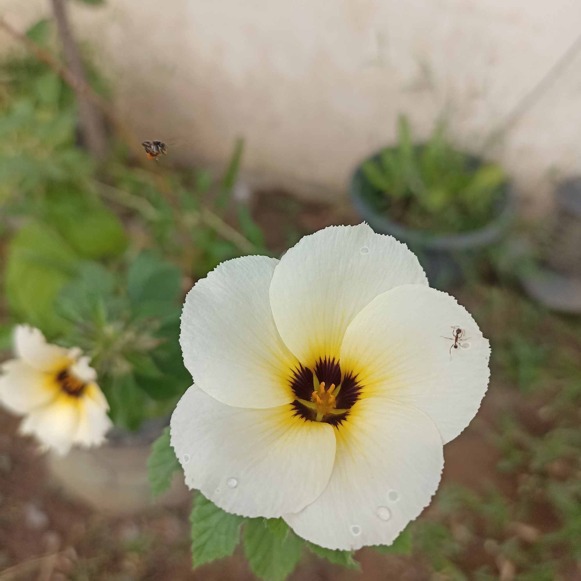An extreme close-up shot captures a white flower in bloom with a yellow center and dark brown markings. The flower is speckled with small water droplets. On one of the white petals, a small ant is visible. In the blurred background, another yellow flower is partially visible, along with green foliage and a light-colored wall. To the left of the main flower, a bee with orange pollen on its legs is in flight, its wings blurred. The scene appears to be in an outdoor setting, possibly a garden, given the presence of plants and the natural lighting. The image lacks any specific landmarks to pinpoint its location within Magelang, Indonesia.