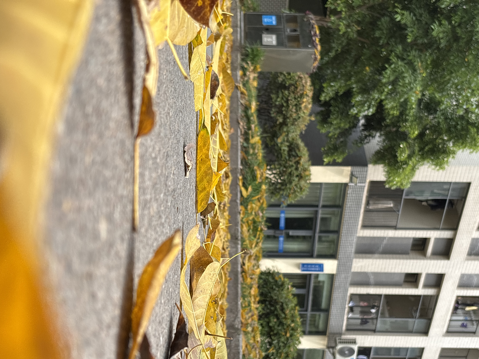 The image depicts a sidewalk in Jiangjin, China, littered with fallen yellow leaves. The sidewalk is adjacent to a building with multiple floors and windows. Green trees and bushes line the sidewalk, adding to the urban environment. The fallen leaves and the presence of trees suggest an autumn season.