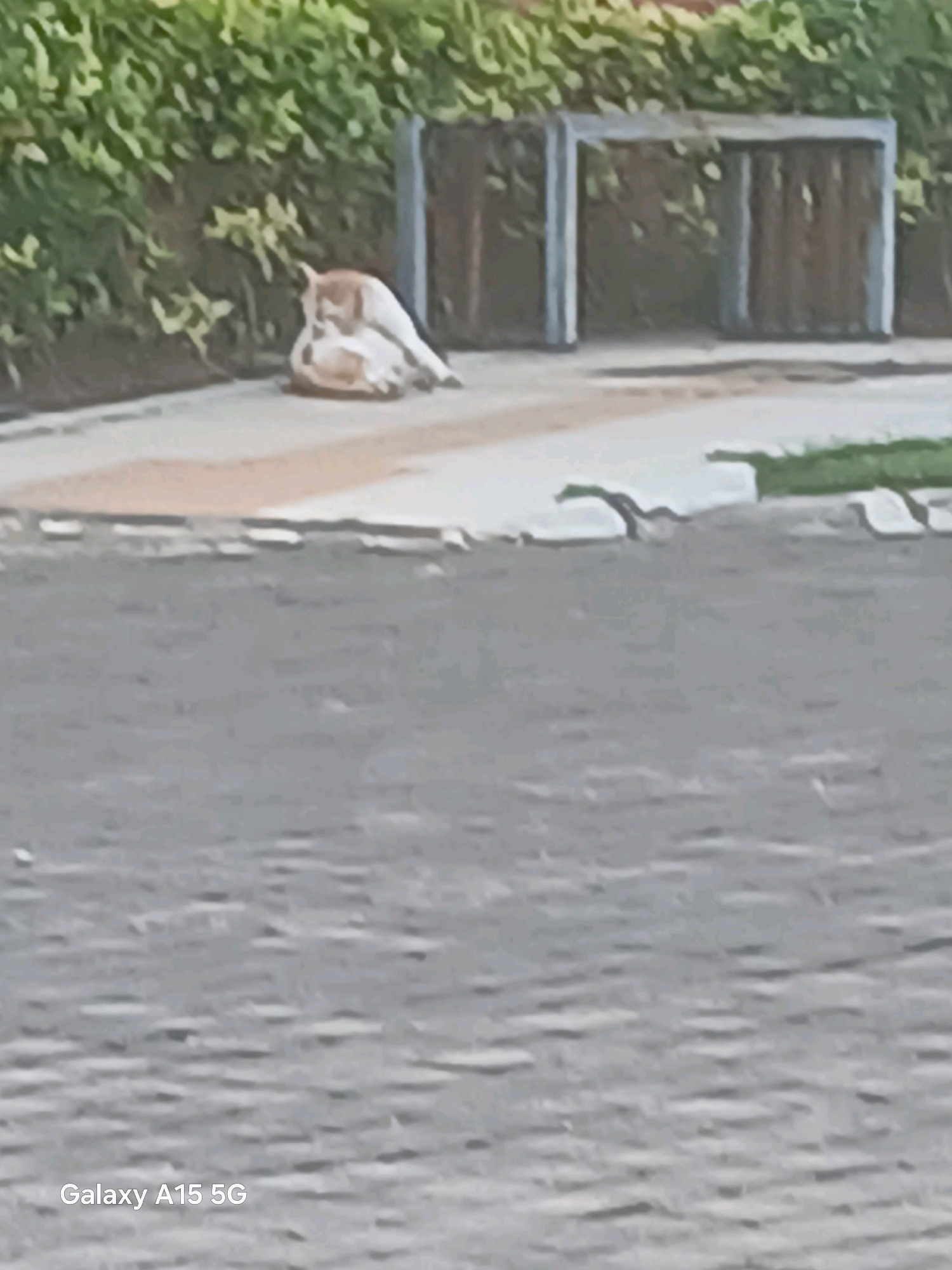 A blurry, low-resolution photograph taken from a slightly elevated angle shows a tan and white cat lying on a paved walkway. The cat is curled up on its side, with its head tucked towards its body. Behind the cat, there is a patch of green foliage, likely bushes or trees, and a structure with vertical wooden planks and metal framing. The walkway appears to be made of concrete or a similar material, with a lighter colored area in the middle. In the foreground, a gray, textured surface, possibly asphalt or a similar road material, occupies the lower half of the image. The bottom left corner of the image displays the text "Galaxy A15 5G". The scene appears to be outdoors, with no discernible urban context other than the potential for it to be a public area. The image is undated and its exact location is not specified, but it is stated to be in the city of Surabaya, Indonesia.