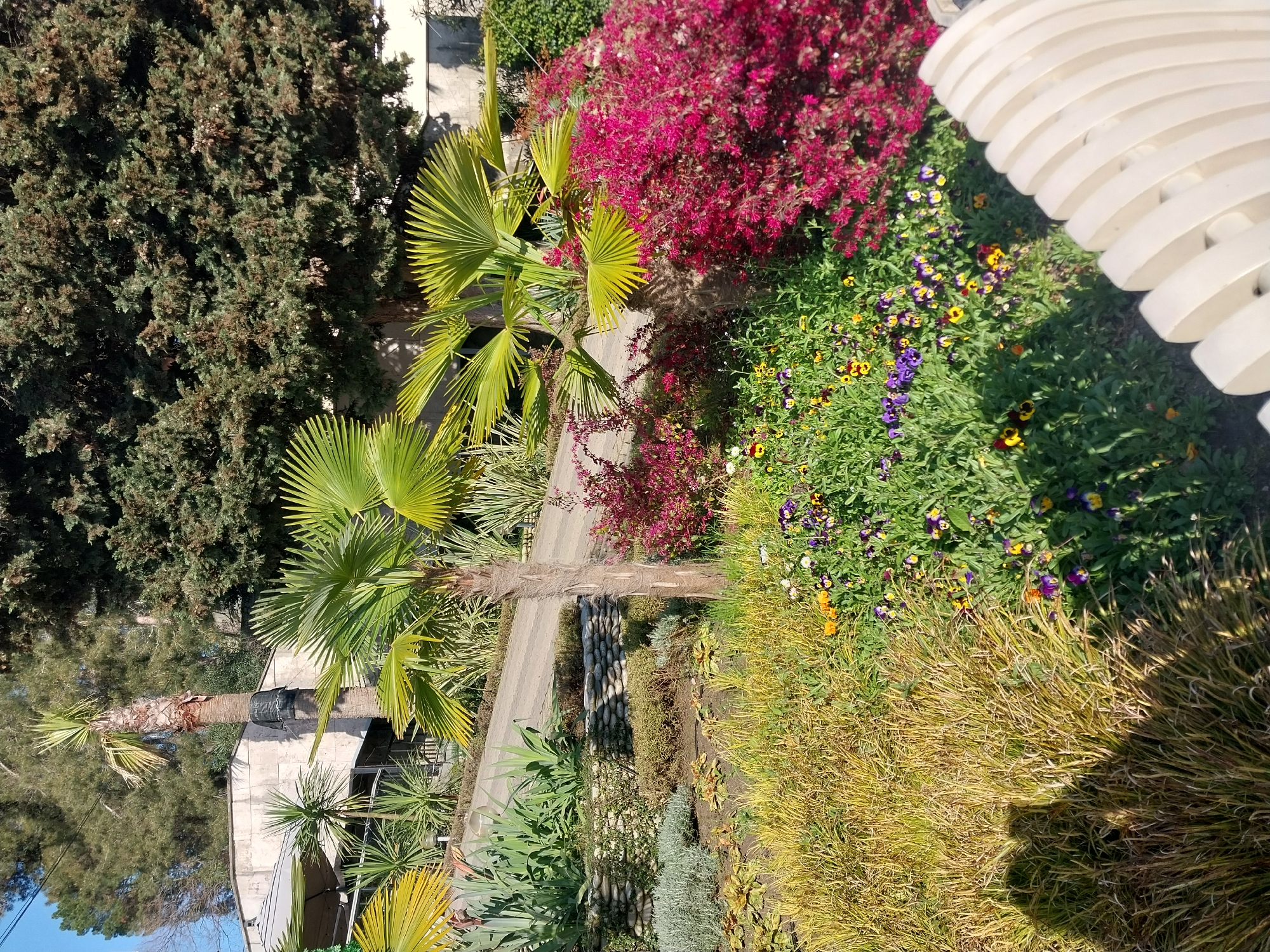 This media file captures a vibrant and lush garden or park scene in Sochi, Russia, under bright daylight. No people are visible in the image.
The scene is dominated by diverse plant life. Several large palm trees with fan-shaped fronds are prominent, particularly in the left and central parts of the frame. A large bush with vibrant fuchsia-pink flowers, likely bougainvillea, adds a striking splash of color. Below, green ground cover is adorned with numerous small, colorful flowers, primarily purple, yellow, and orange pansies or violas.
To the left, a dense evergreen tree, possibly a cypress or conifer, with dark green foliage fills the upper portion. In the lower right, a patch of yellowish-green ornamental grass is visible, with distinct shadows cast upon it, indicating strong direct sunlight. A paved pathway or road winds through the garden in the mid-distance, bordered by various shrubs and smaller plants, including succulents and other green foliage. Parts of light-colored buildings are visible through the foliage in the background.
To the far right, a partial view of a distinctive white, curved structure with horizontal slats, possibly a bench or decorative element, frames the flowerbed. The time of day is clearly daytime, with bright sunshine and visible shadows confirming clear weather. No specific activities are taking place, and there is no visible text. The overall impression is of a well-maintained, sunny, and flourishing garden typical of a subtropical climate.