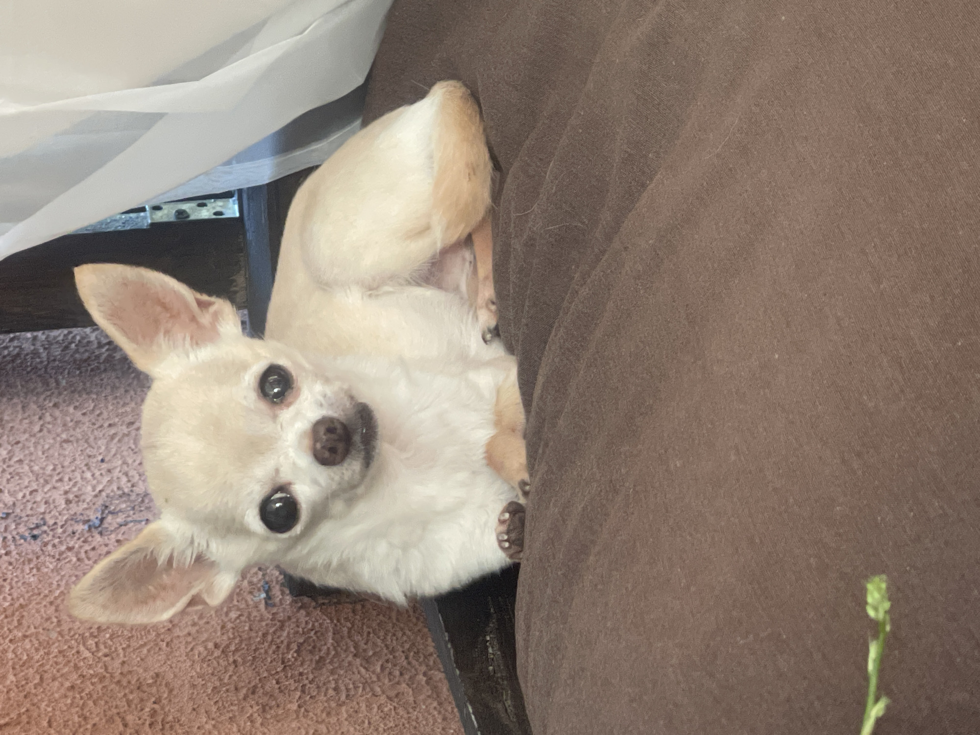 A light-colored chihuahua dog with large, dark eyes and prominent ears is resting on a brown fabric surface. The dog is looking directly at the camera. Behind the dog, a wall with a textured, reddish-brown surface is visible on the left, and a white sheer curtain partially obscures a dark opening or window on the right. The environment appears to be indoors, possibly a residential area in Рыбхоз, Russia, with the dog as the sole subject.