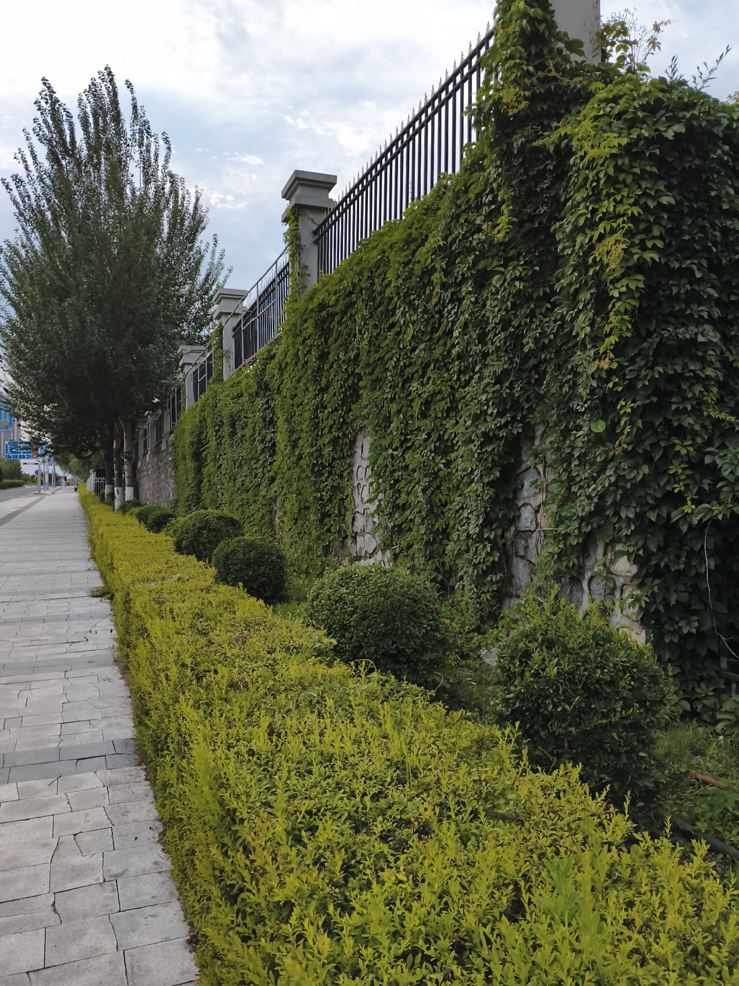 The image depicts a tree-lined sidewalk in Jiguan District, China, adjacent to a stone wall covered in lush green ivy. A black metal fence with vertical pickets tops the ivy-covered wall. In the foreground, a meticulously maintained hedge of bright green bushes runs parallel to the sidewalk. Several rounded, dark green bushes are situated behind the hedge, closer to the wall. Tall, leafy trees with slender trunks stand to the left of the sidewalk, casting dappled shadows. The sidewalk itself is paved with rectangular gray stones arranged in a staggered pattern. The sky above is overcast with scattered white clouds. In the distance, on the far left of the image, traffic signs and a glimpse of buildings suggest an urban setting. No people are visible in the scene.