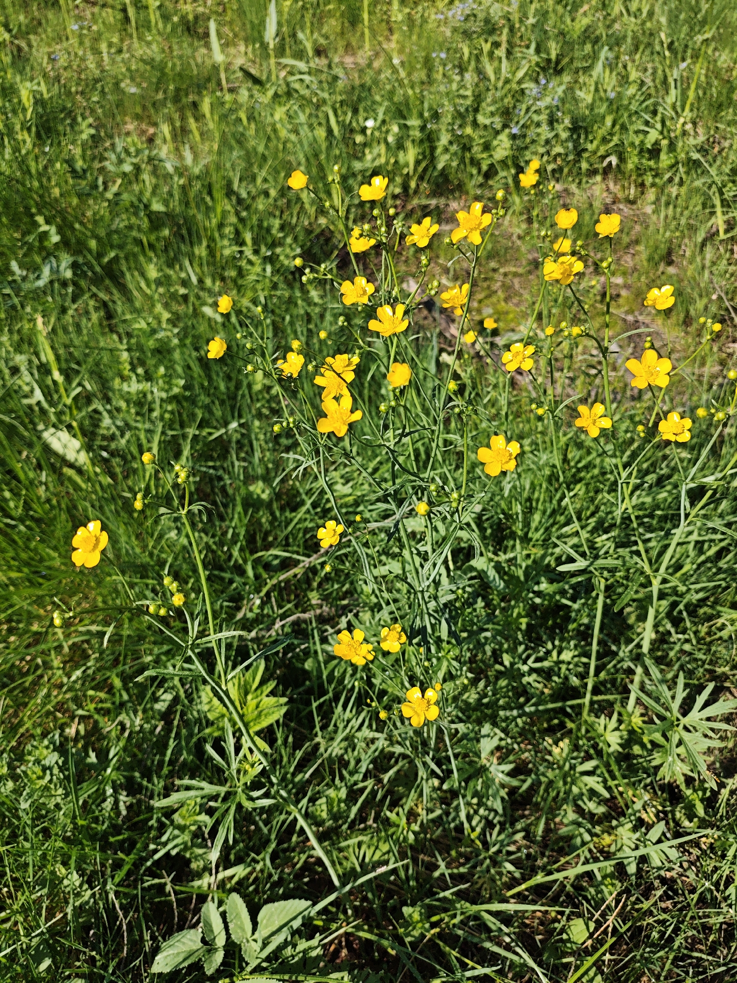 The image depicts a patch of yellow buttercup flowers growing amidst green grass. The location is likely in the outskirts of the city of Боровково, Russia. The scene shows natural vegetation, with various shades of green grass and the vibrant yellow buttercups as the focal point. There are no people or other objects in the frame, only the natural flora.