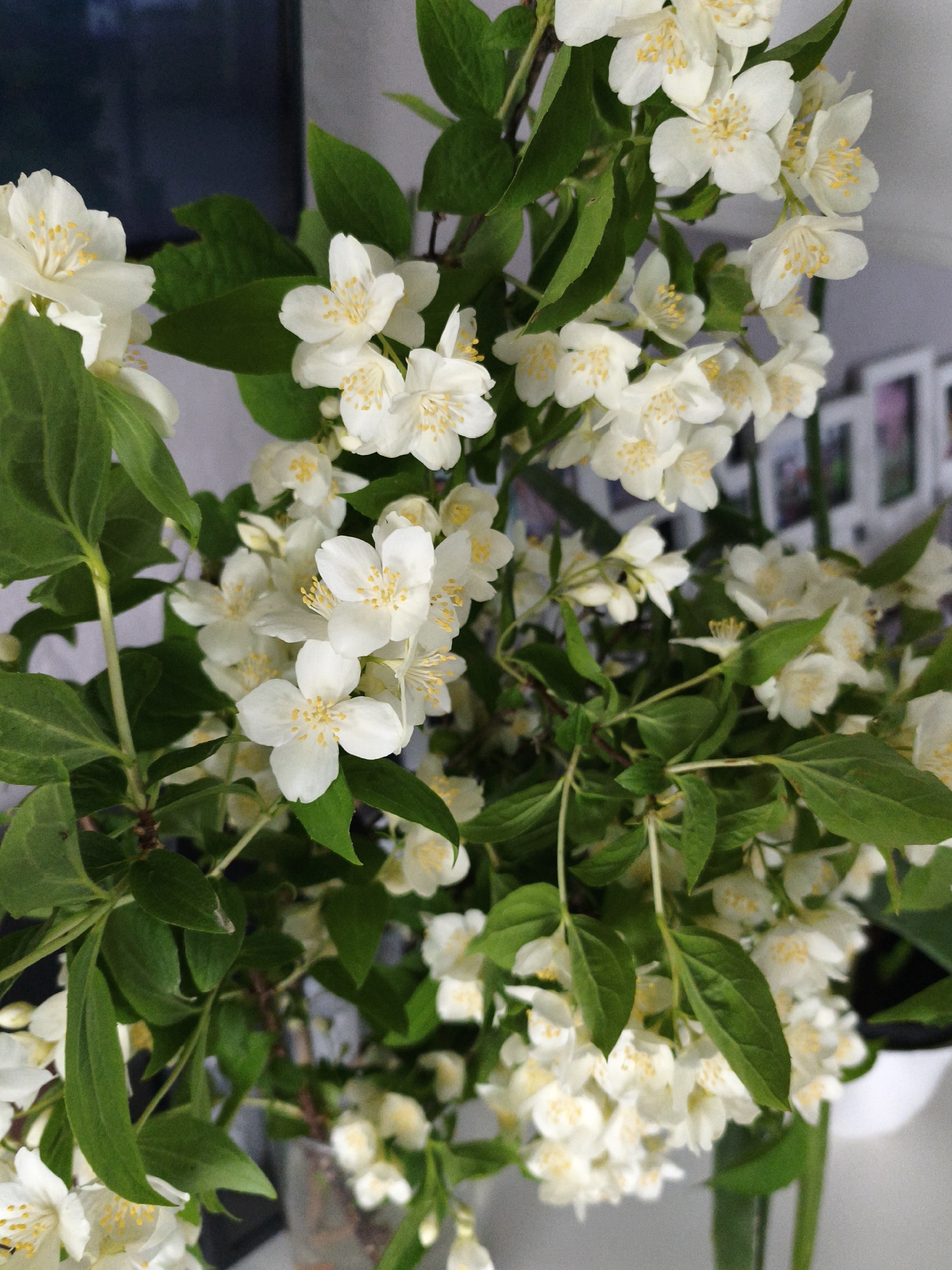 A close-up shot captures a bouquet of white jasmine flowers with prominent yellow stamen. The flowers are clustered on green stems and surrounded by lush green leaves. The background is out of focus, with hints of a dark surface on the left and a wall with framed items on the right. The scene appears to be indoors, possibly in a home or floral shop. There are no people or animals visible in the image. The location in the city of Brodi, Latvia, is not determinable from the visual information provided.