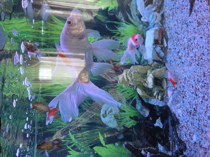 This image depicts a brightly lit freshwater aquarium located in Zweibrücken, Germany. The primary focus is a large, pale white goldfish with long, flowing fins and a small orange patch near its dorsal fin, swimming towards the right in the upper mid-ground. Several other fish are present: a smaller, golden-brown goldfish with red fins positioned in the upper left, another small white and red-headed goldfish near the bottom right, and a third small goldfish, white with red markings, in the mid-right. A darker, smaller fish is partially visible in the mid-left.
The aquarium environment includes green artificial aquatic plants lining the back. Decorations consist of a dark piece of driftwood on the left, a light-colored rock formation resembling a cave in the center-left, and a white, rectangular, partially submerged structure to its right. A grey shark figurine is visible behind this white structure on the far right. The tank bottom is covered with a granular substrate of mixed light-colored gravel (white, pale blue, pink). The water surface exhibits numerous small bubbles, and reflections of an interior space, possibly a window, are present on the glass.
