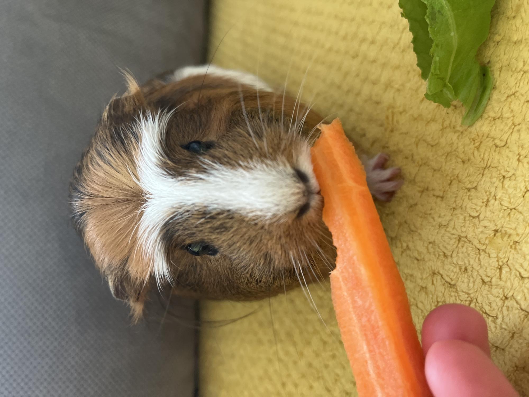 An overhead close-up shot features a small guinea pig actively eating a carrot, held by a human hand. The guinea pig, positioned slightly off-center to the left, has tricolored fur with patches of brown, white, and a darker brown/black. A prominent white stripe runs down its snout between its eyes. Its eyes are dark and appear somewhat closed, suggesting focus or contentment while eating. Long, white whiskers extend from its snout. One tiny pink front paw is visible near the bottom right of its face, just touching the yellow surface.
A large, orange piece of carrot is presented to the guinea pig, with its top end partially bitten into where the animal is feeding. Part of a human hand, specifically two fingers with light skin tone, holds the carrot from the bottom right.
The background consists of two distinct areas. To the right and beneath the guinea pig, there is a bright yellow, textured surface, likely a towel or blanket. A crumpled green lettuce leaf is also visible on this yellow surface, in the upper right corner. To the left of the guinea pig, a darker, possibly grey, textured surface is present, forming an enclosure or boundary. The lighting is bright and even, indicating an indoor setting. There is no visible text in the image.