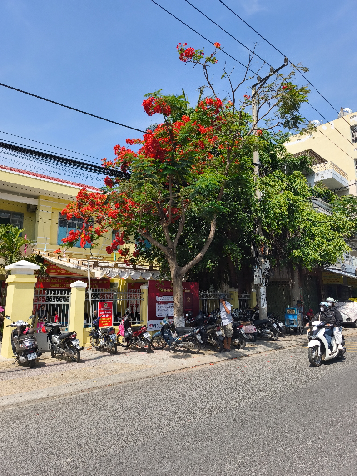 In Bac Nha Trang Ward, Vietnam, a street scene unfolds under a clear blue sky. A vibrant tree with abundant red flowers dominates the left side of the frame, casting shadows on a paved sidewalk. The sidewalk is lined with parked motorcycles, a common mode of transportation in the area. Behind the motorcycles, a two-story yellow building with a red-tiled roof stands, its facade adorned with signage, suggesting it may be a public institution or business. A metal fence encloses the building's perimeter. A man in a light blue shirt and khaki shorts stands by the fence, looking at his phone, while two individuals on a white scooter pass by on the asphalt road in the foreground. The scene is indicative of daily life in a Vietnamese city, with a blend of natural beauty, urban infrastructure, and human activity.