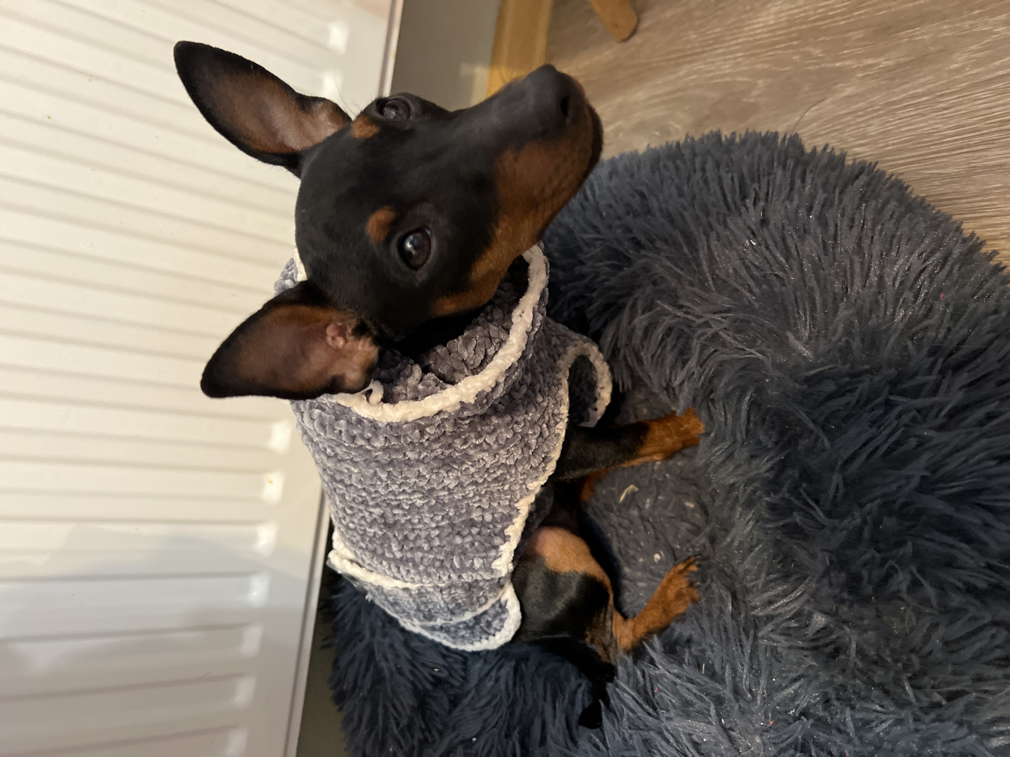 A medium shot depicts a small, black and tan Miniature Pinscher dog wearing a light gray, knitted sweater. The dog is lying on a dark gray, fluffy dog bed. The dog's head is turned to the right, with its ears perked up. The background includes a white, paneled surface and a light wood floor. The location is indoors.