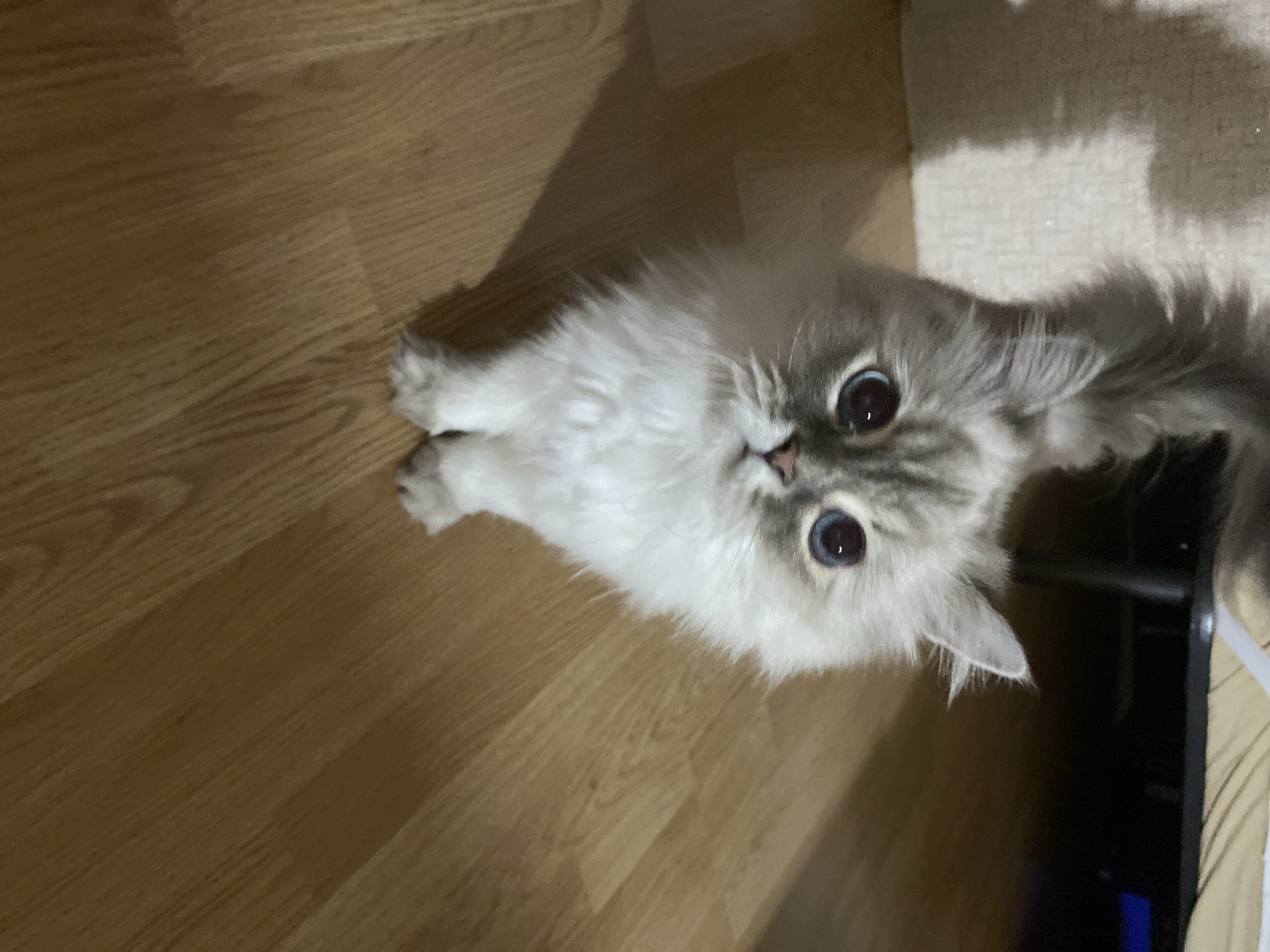 A light-colored fluffy cat with blue eyes is the primary subject of the image. It is lying on a wooden floor. A shadow is cast across the floor behind the cat. Part of what appears to be a carpet or rug is visible in the upper right corner of the image. The location is unknown.