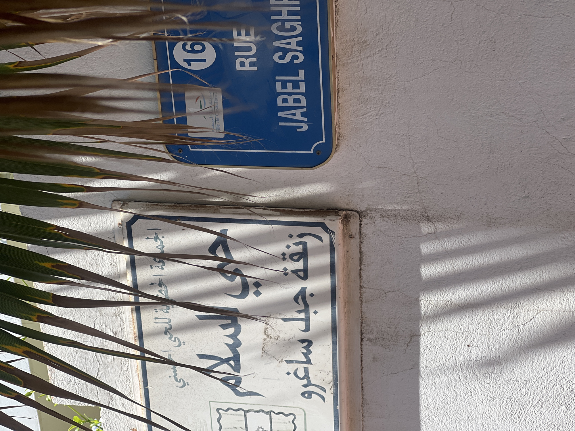 The image displays two street signs affixed to a light-colored, textured wall in Casablanca, Morocco. Multiple palm fronds hang from the top of the frame, partially obscuring the signs and casting parallel shadows across them and the wall below.
The sign on the left is rectangular, white with a dark border, featuring Arabic script in blue. The top line reads "الجماعة الحضرية للحي الحسني" (Urban Municipality of El Hassani District). The prominent central text states "حي السلام" (Hay As-Salam), translating to "Peace Neighborhood." Below this, the text "زنقة جبل ساغرو" (Zanqat Jabal Saghiro) is visible, which translates to "Jabal Saghro Street."
The sign on the right is rectangular, blue with a white border and white text. It features the number "16" within a white circle in the upper right corner. Below, the French text "RUE JABEL SAGHRO" is displayed, translating to "Jabel Saghro Street," corroborating the Arabic street name. A partial logo and text indicating "Ville de Casablanca" (City of Casablanca) are visible on the upper left portion of this sign.
The wall exhibits a coarse, granular texture with visible minor cracks and areas of surface discoloration. The scene is illuminated by direct sunlight, which generates distinct, elongated shadows from the overhead palm fronds. The fronds display a mix of green and desiccated brown foliage. No people or actions are depicted.
