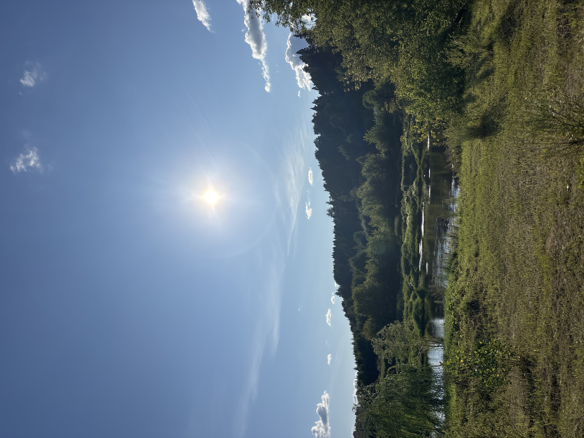This is a vertical, wide-angle photograph of a natural landscape under a bright, sunny sky, likely taken in Zvenigorod, Russia, given the context. The sun is prominently positioned in the upper center of the frame, emitting a strong glare and casting bright light. The sky is a clear, vibrant blue with a few scattered white cumulus clouds. Below the sky, a dense, dark green forest stretches across the horizon, forming a natural backdrop. In the foreground, a calm body of water, possibly a river or lake, reflects the sunlight. The banks of the water are lined with lush green vegetation, including grass, bushes, and a weeping willow tree on the left side of the frame. The overall scene depicts a tranquil, sun-drenched natural environment. There are no people or animals visible in the image.
