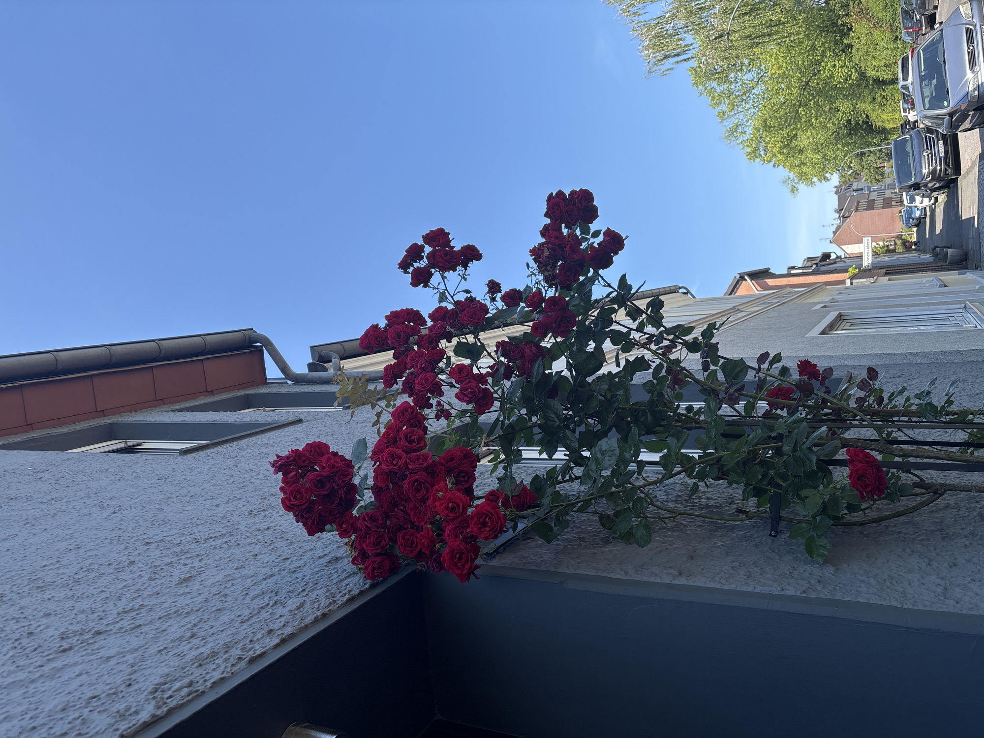 The image depicts a street scene in Mönchengladbach, Germany, on a clear, sunny day. A climbing rose bush with numerous dark red roses is prominently featured on the side of a textured light-colored building. The roses extend upwards along the wall, some reaching towards the blue sky. To the right of the building, a residential street is visible, lined with parked cars. Trees with green foliage are present in the background, and part of a second building can be seen further down the street. The angle of the shot is from a low vantage point looking up towards the roses and the sky.