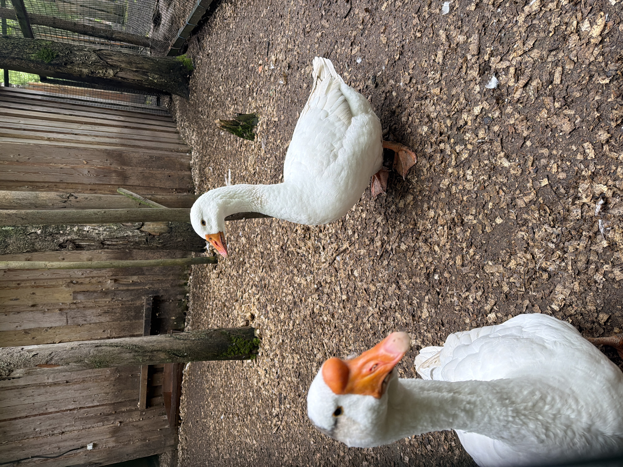 The image shows two white geese in an enclosure. The ground is covered in wood chips. One goose is facing the camera, the other is facing away. A wooden fence and some tree trunks are visible in the background. The location, Zaplav'e, Russia, is provided without visual confirmation in the image.
