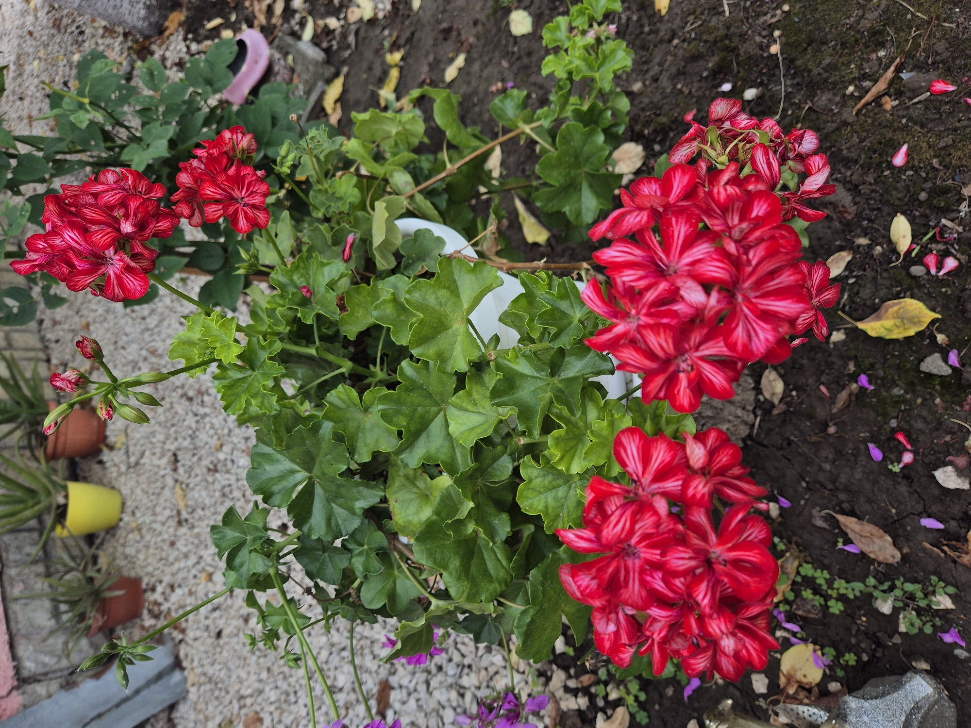 An outdoor, eye-level shot captures a potted geranium with vibrant red blooms and lush green leaves. The geranium is situated amongst other potted plants, gravel, and dark soil. In the background, various potted plants are visible, including some with aloe vera-like leaves in terracotta and yellow pots. The ground is covered with gravel and dark soil, with fallen leaves and petals scattered around. To the right of the geranium, a pink object resembling a child's shoe is visible. The lighting suggests an overcast day. The scene is devoid of human presence.