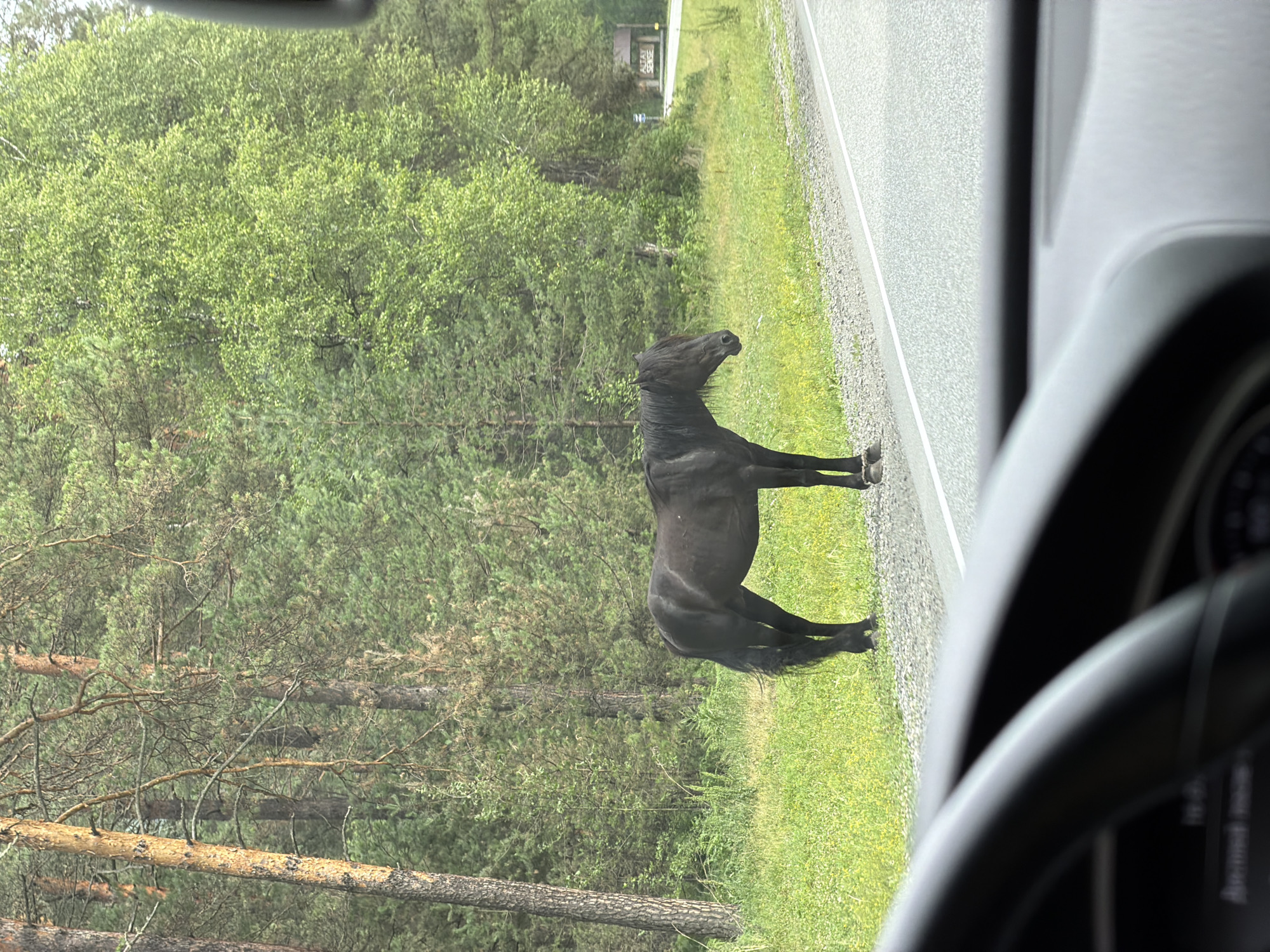 A black horse stands on the side of a paved road in Cheposh, Russia. The horse is facing right, with its head down as if grazing. The road is bordered by a gravel shoulder and a grassy verge. Behind the verge is a dense forest of pine and birch trees. In the distance, a building with signs that read "ALTAY SENSE" is visible. The foreground shows the interior of a car, with the steering wheel and dashboard in view, suggesting the photo was taken from the driver's seat. The sky is overcast, and the lighting suggests it is daytime.