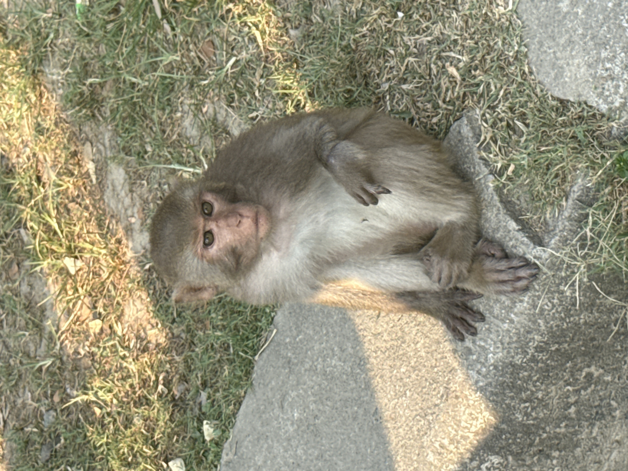 A monkey sits on a concrete slab near sparse grass in Đà Nẵng, Vietnam. The monkey is light brown with a lighter colored chest. It sits with its legs crossed, looking directly at the camera. Sunlight falls across the concrete.